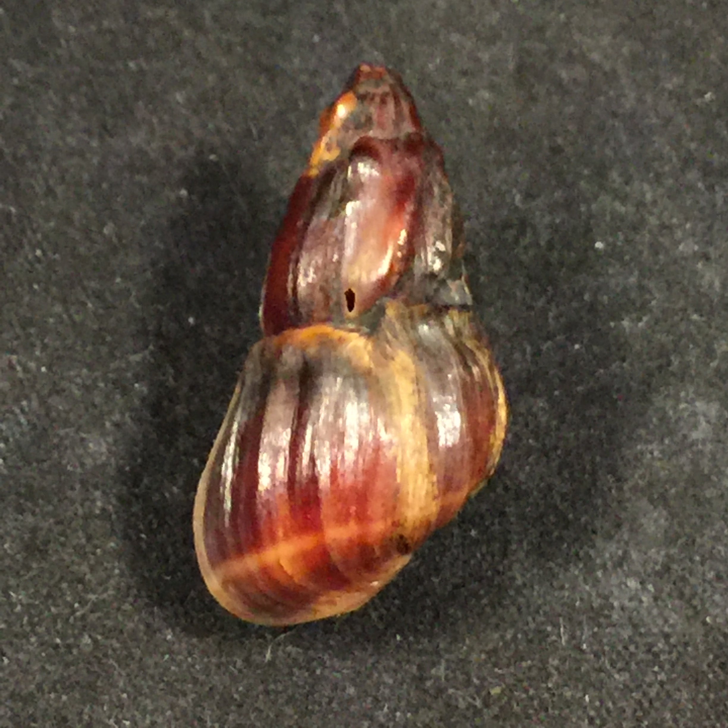 Melanopsis subimpressa Pallary, 1920 - 27,9mm