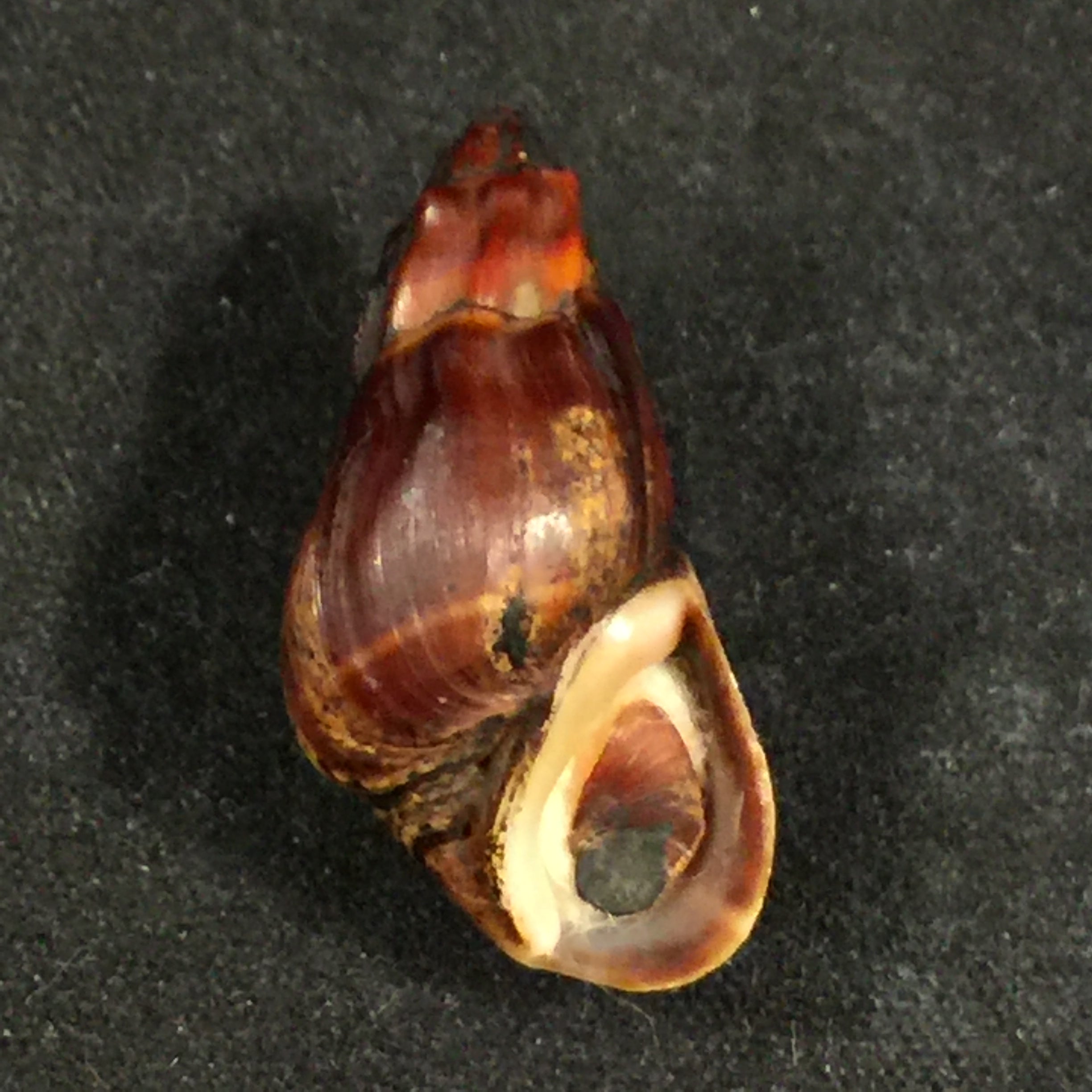 Melanopsis subimpressa Pallary, 1920 - 27,9mm