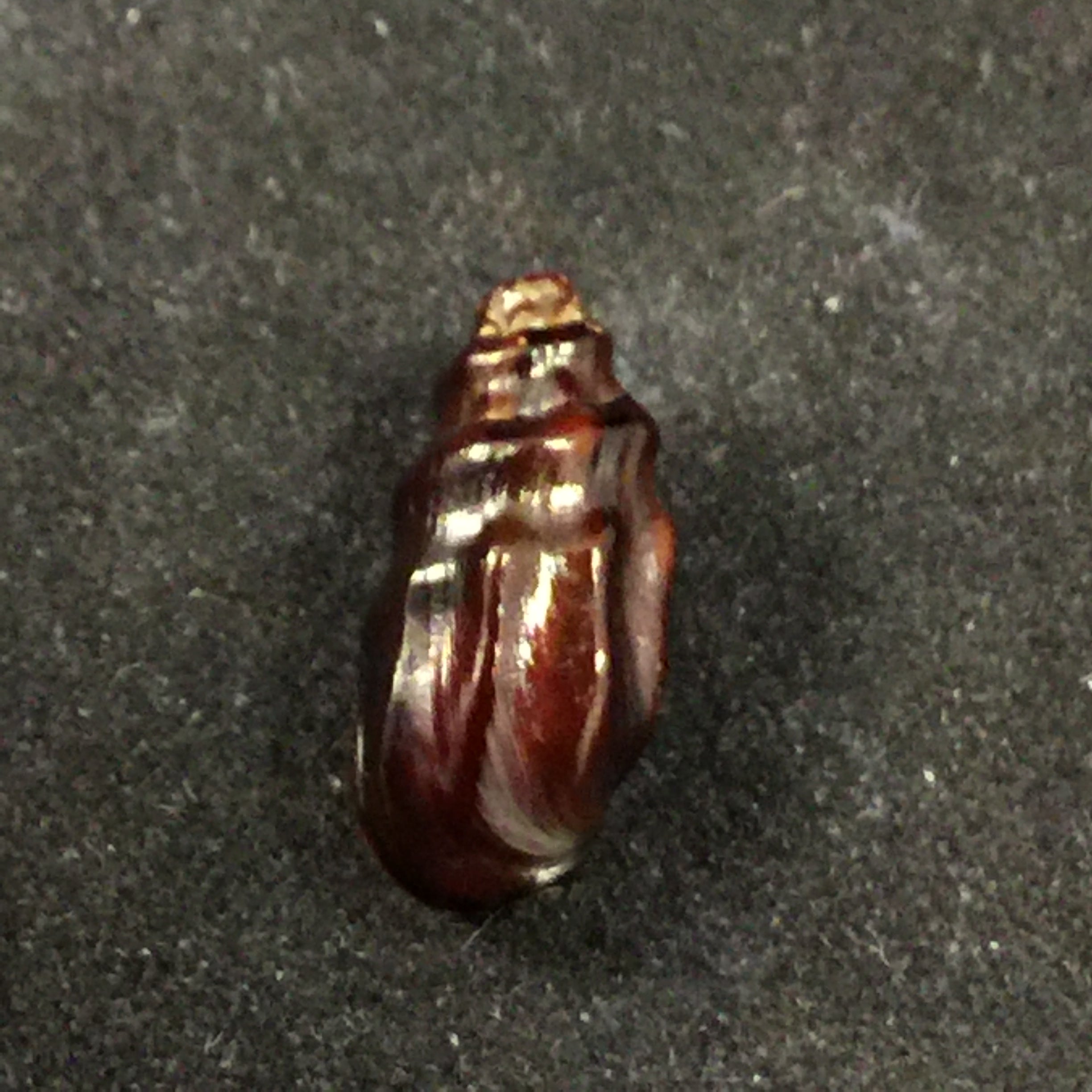 Melanopsis mattarica Pallary, 1918 - 15,2mm