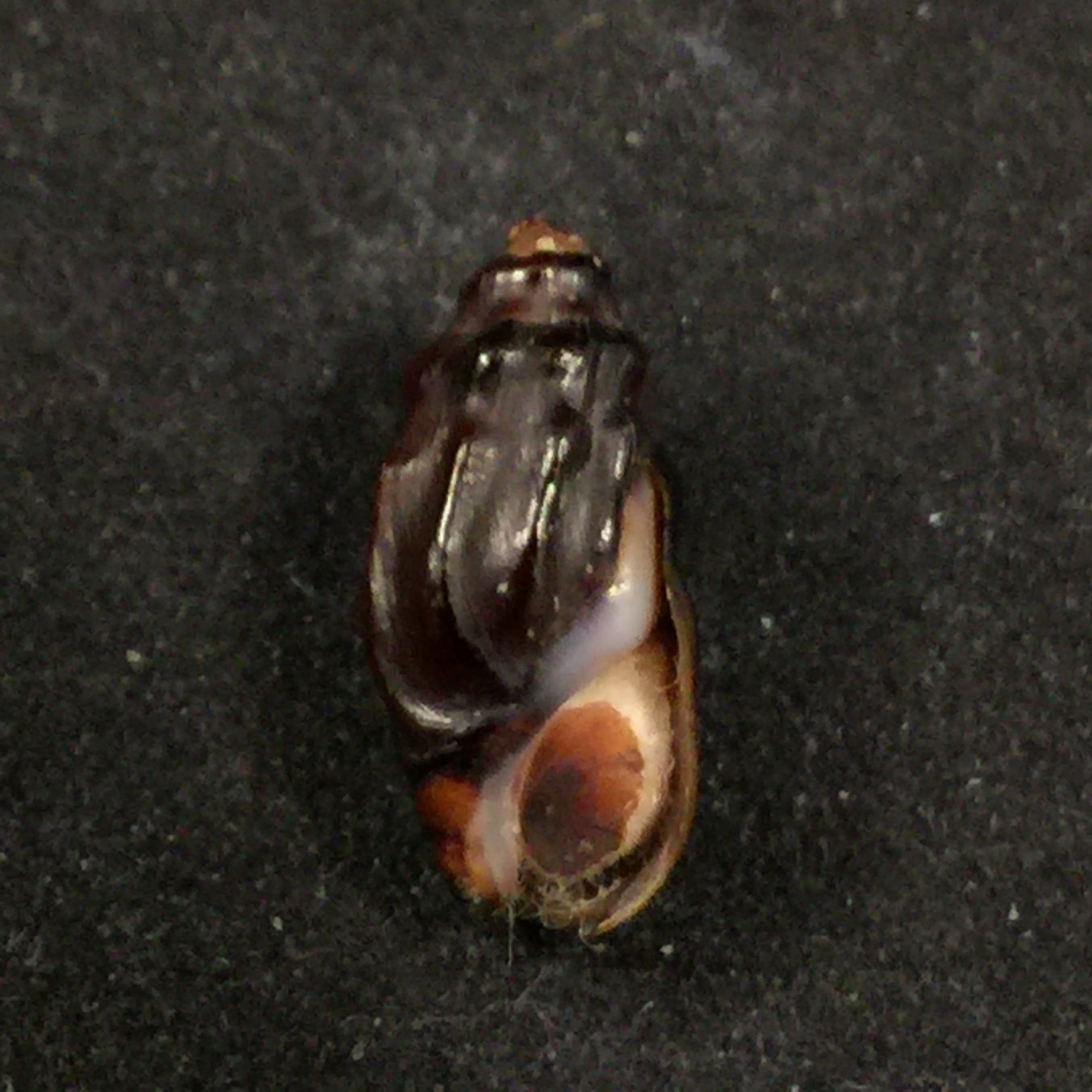 Melanopsis mattarica Pallary, 1918 - 15,2mm