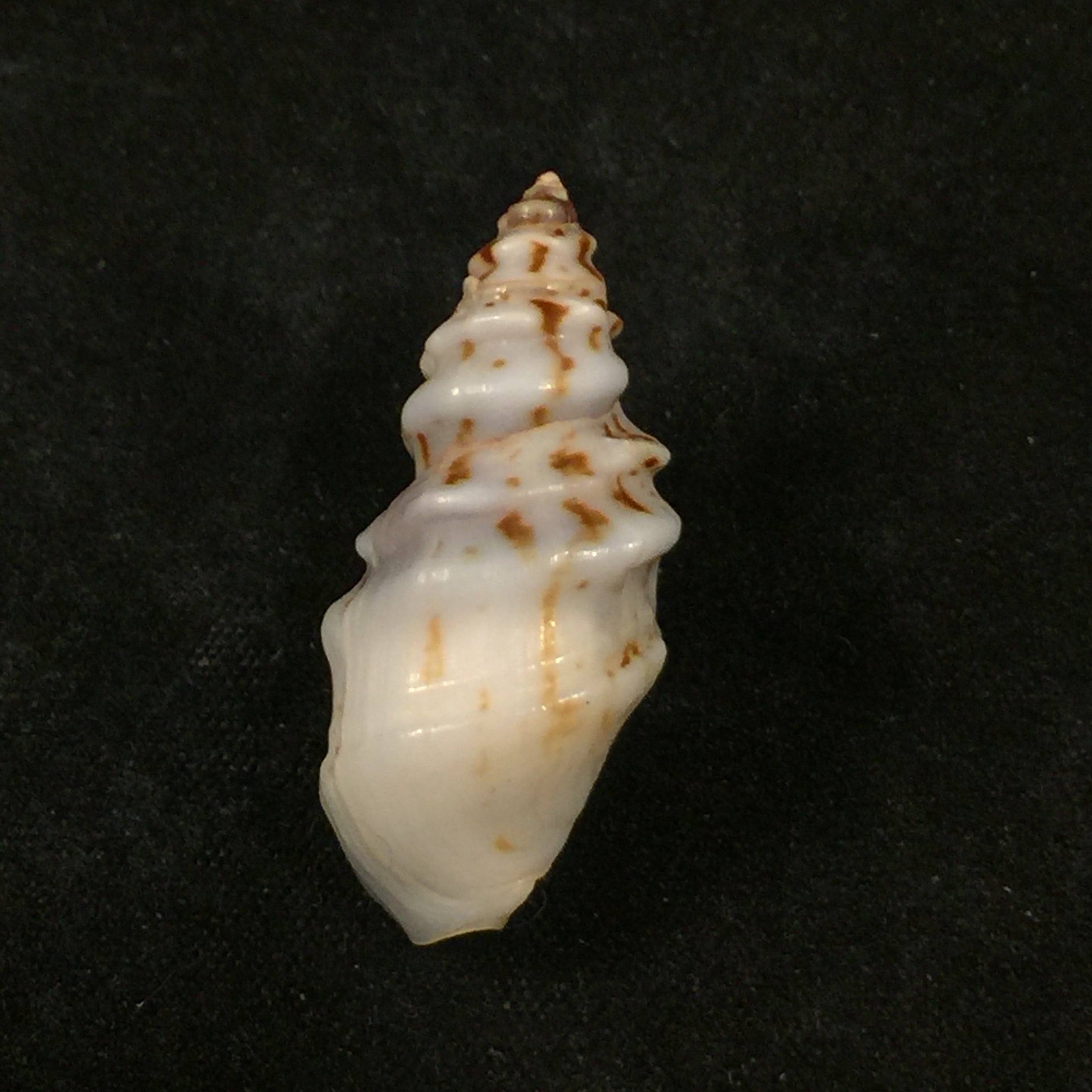 Melanopsis tricarinata coronata J. Ahuir, 2015 - 31,5mm