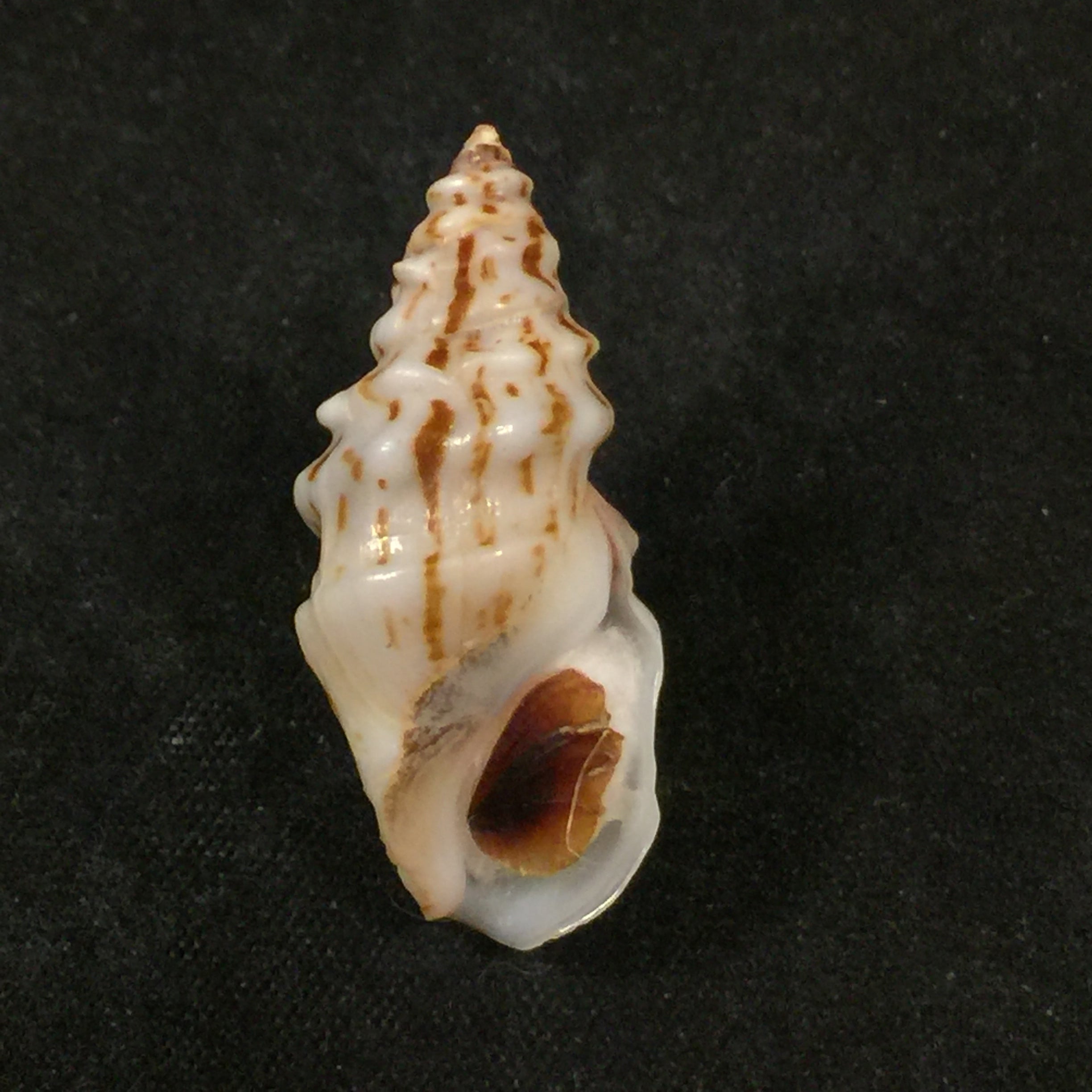 Melanopsis tricarinata coronata J. Ahuir, 2015 - 31,5mm