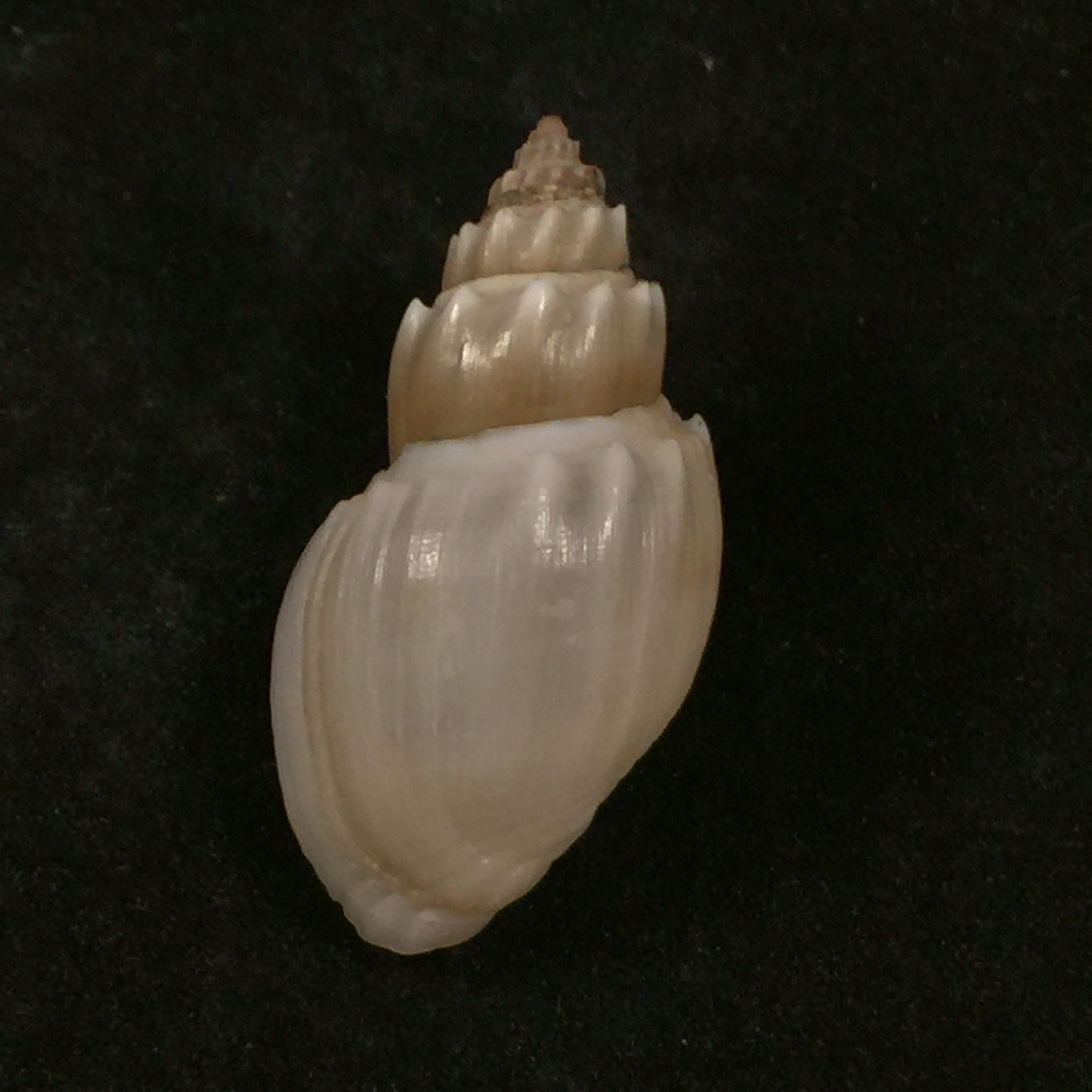 Thiara subspinulosa Brot, 1872 - 42,8毫米
