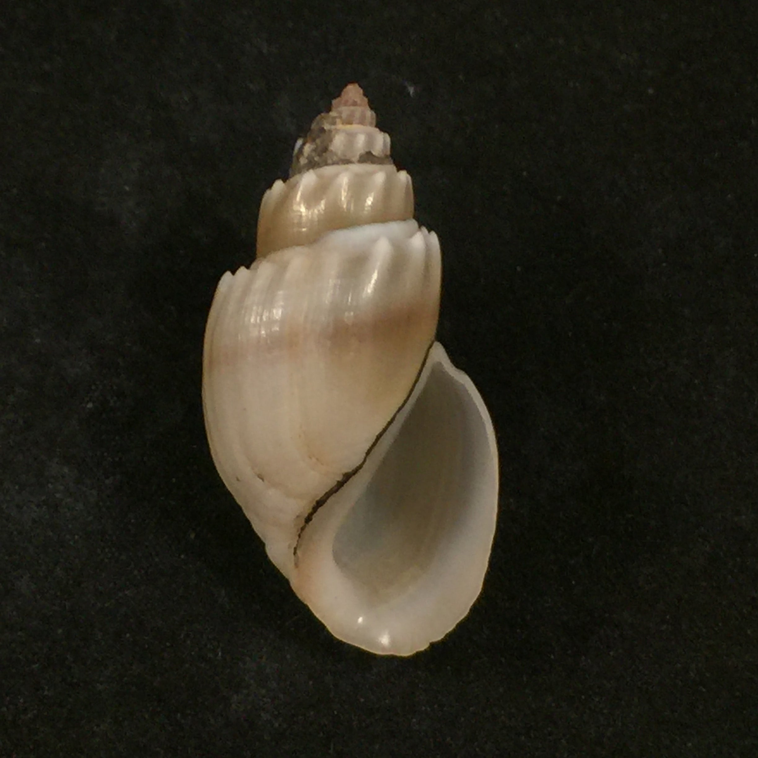 Thiara subspinulosa Brot, 1872 - 42,8毫米