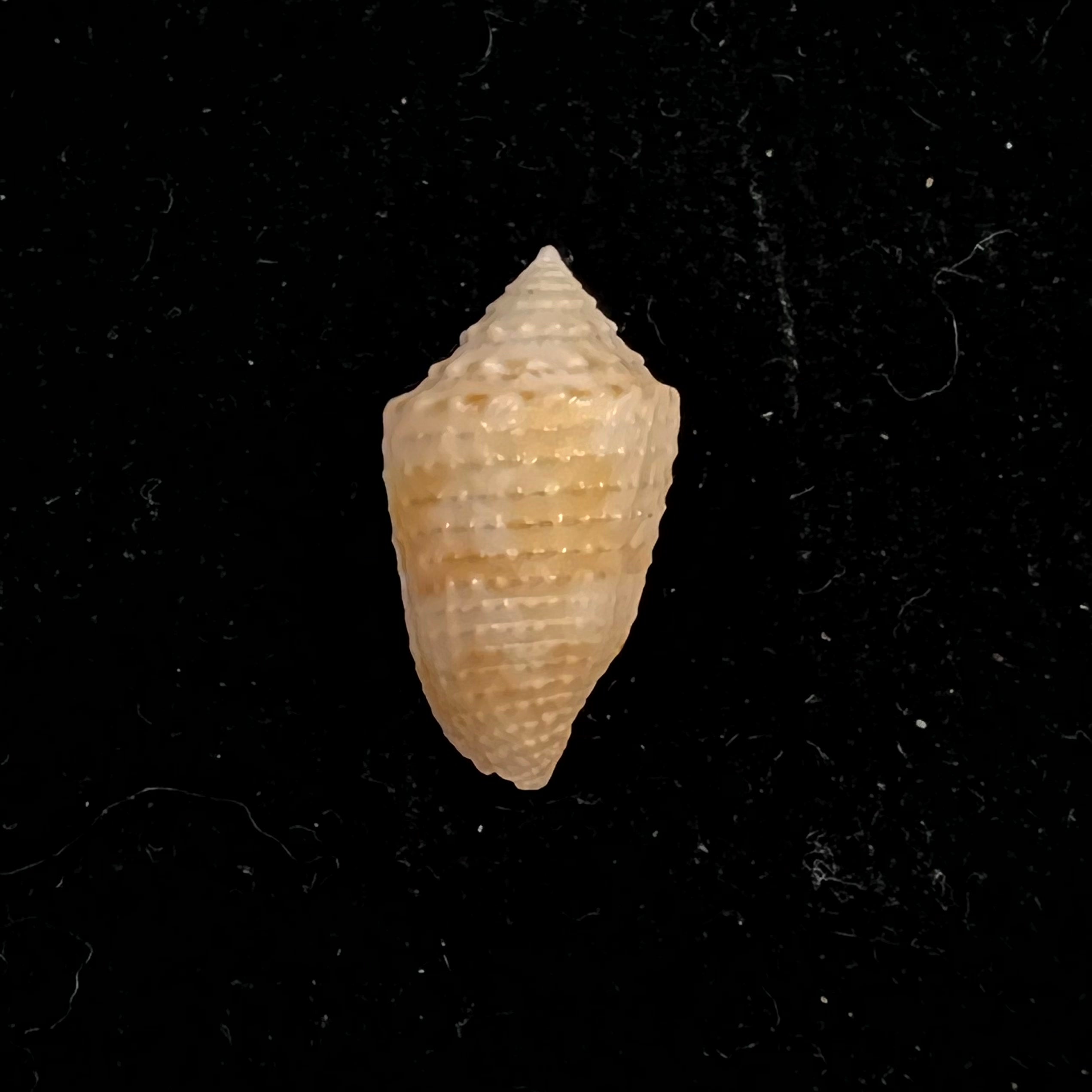 Conasprella henckesi (Coltro, 2004) - 16,8mm