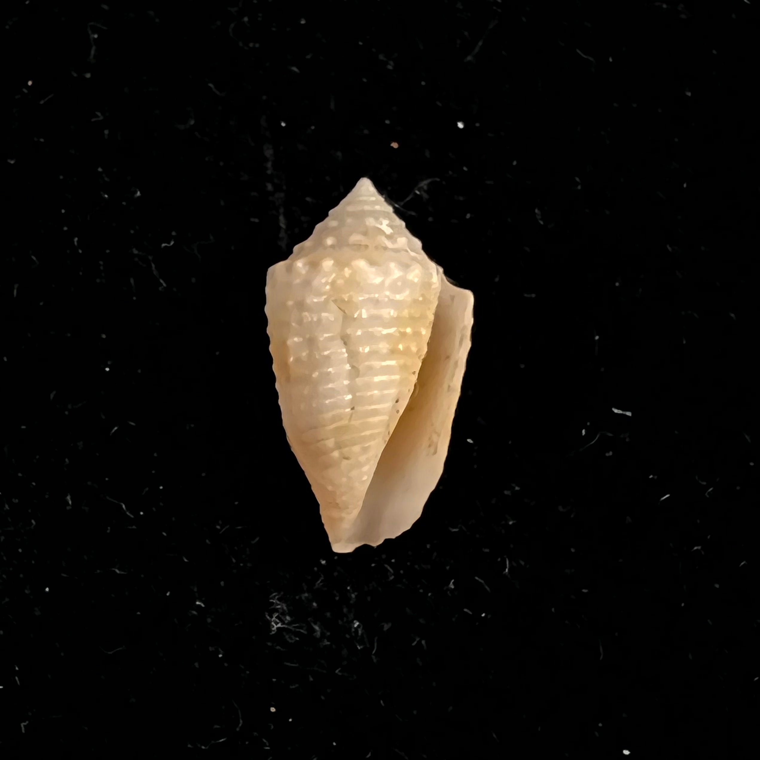 Conasprella henckesi (Coltro, 2004) - 16,8mm