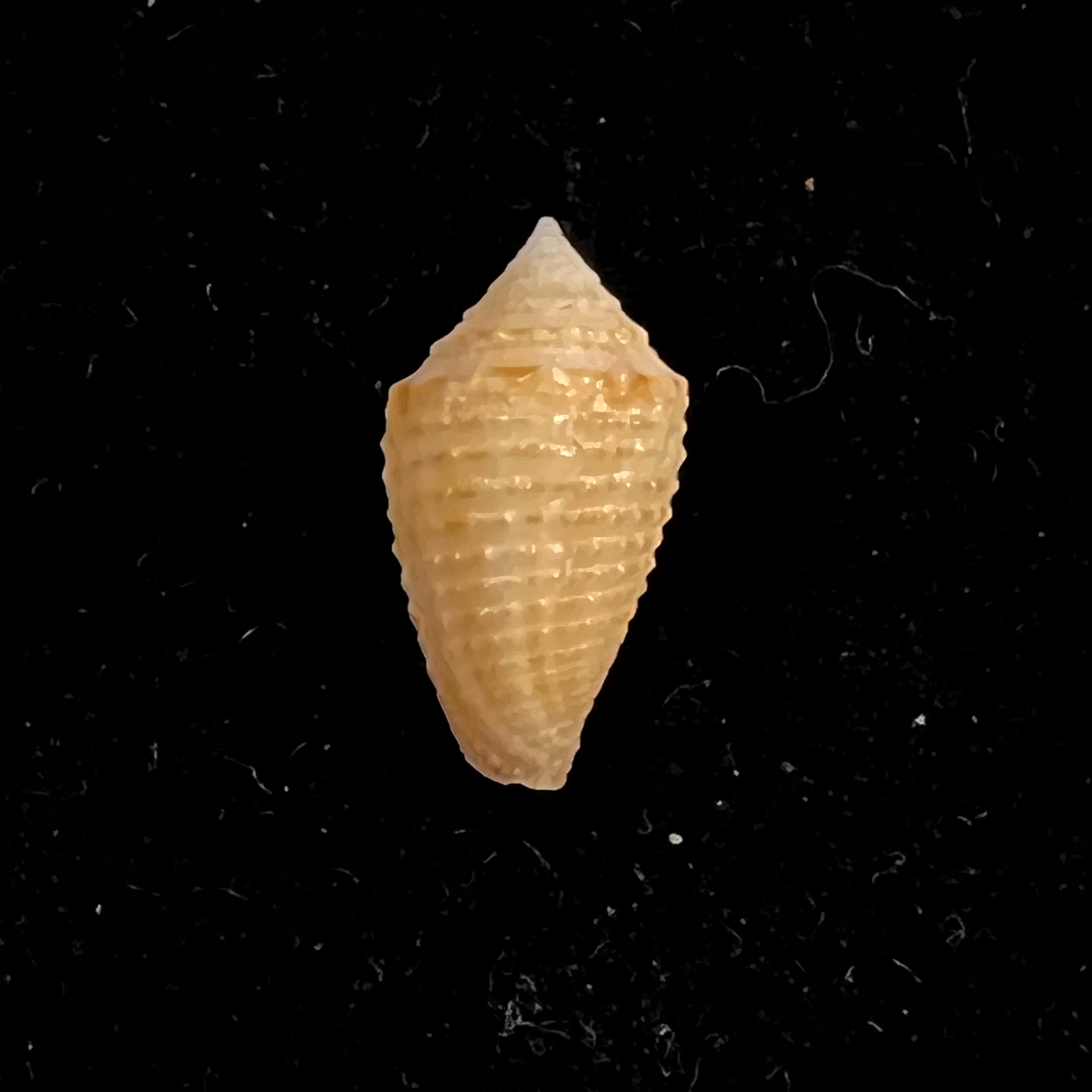 Conasprella henckesi (Coltro, 2004) - 14,3mm