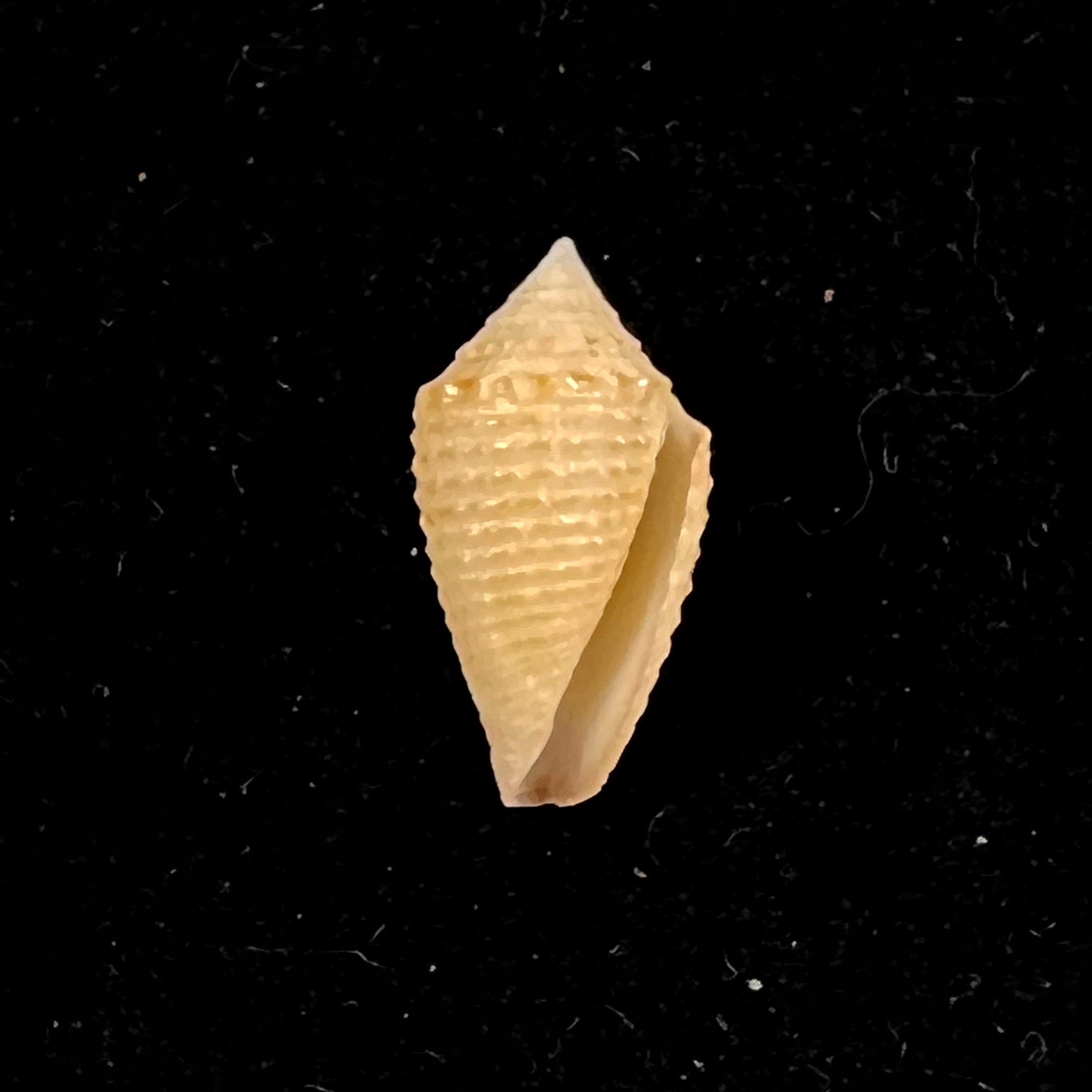 Conasprella henckesi (Coltro, 2004) - 14,3mm
