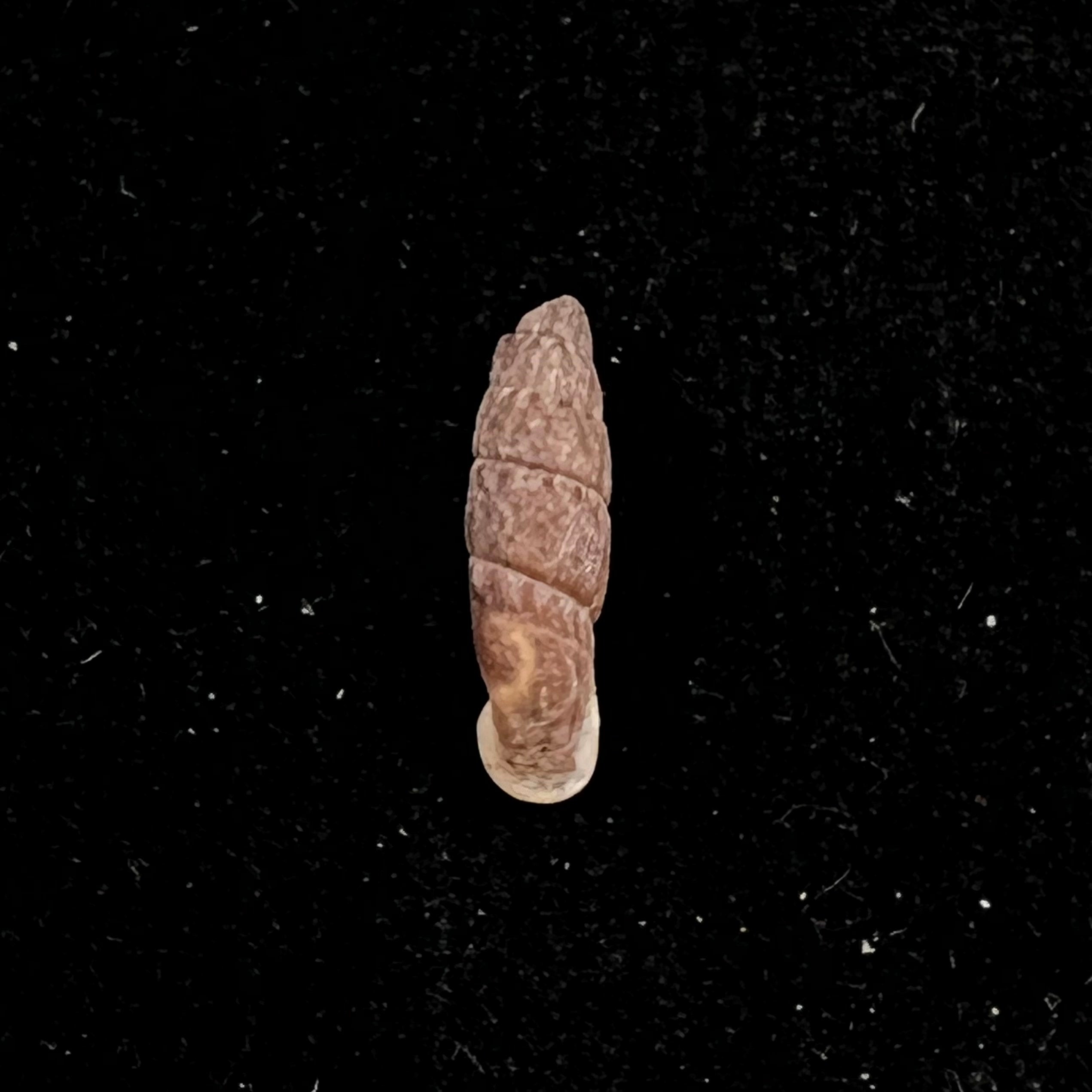 Cylindronenia cumulloana(Pilsbry,1949)- 12,1毫米