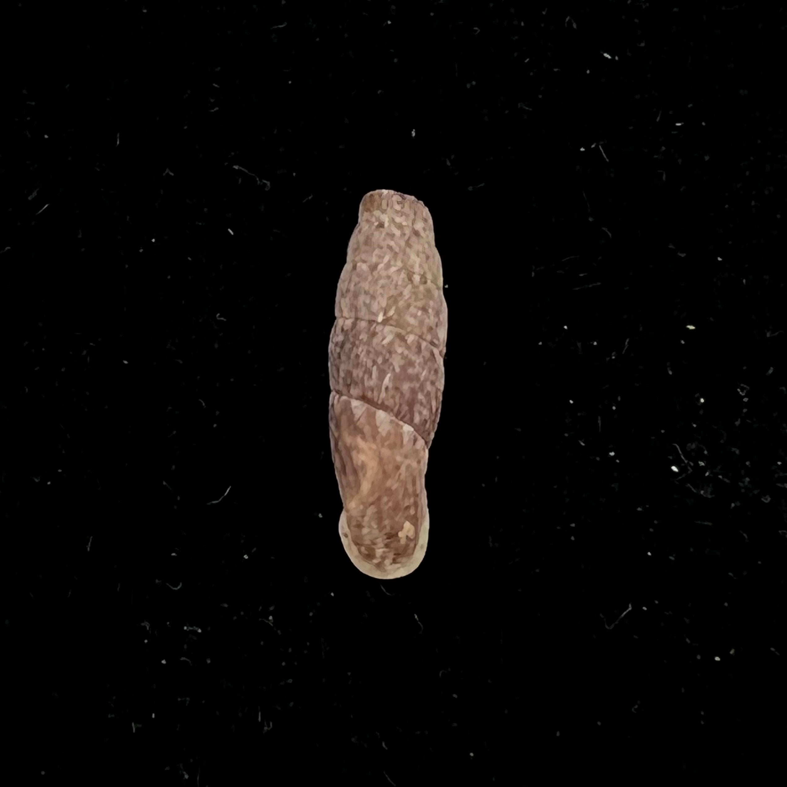 Cylindronenia cumulloana(Pilsbry,1949)- 12,6毫米