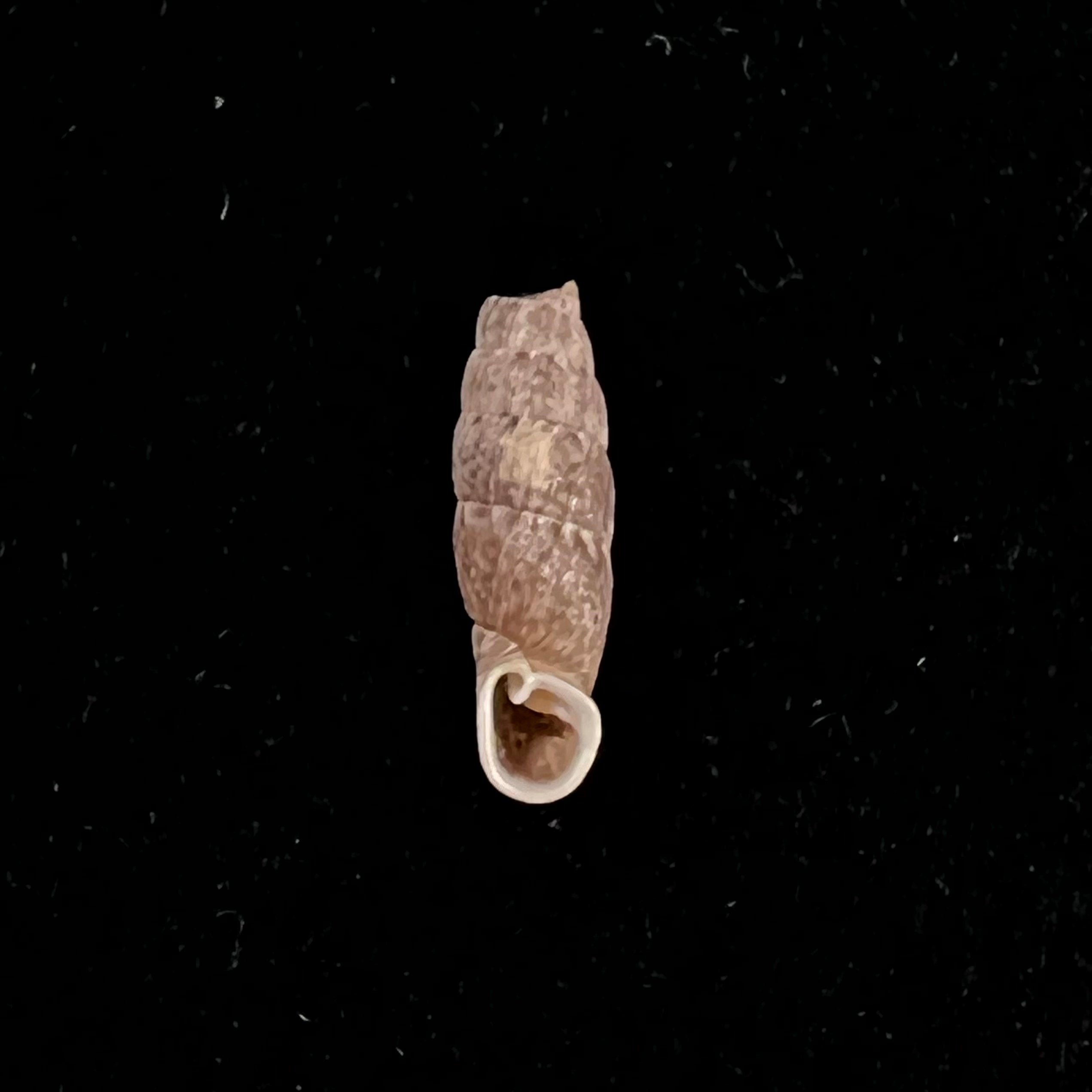 Cylindronenia cumulloana(Pilsbry,1949)- 12,6毫米