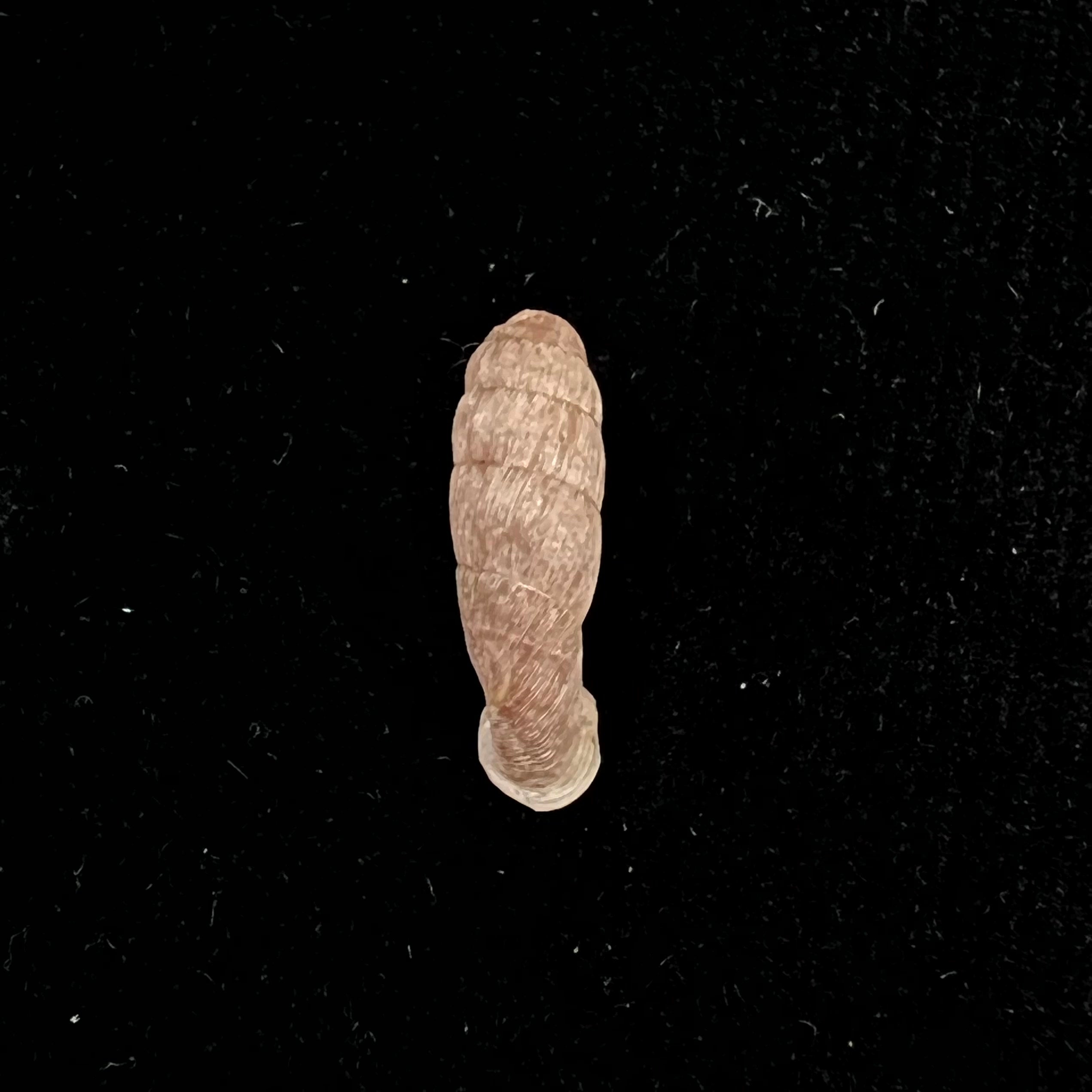 Cylindronenia pangamitoensis pangoensis Nordsieck, 2005 - 18,6mm