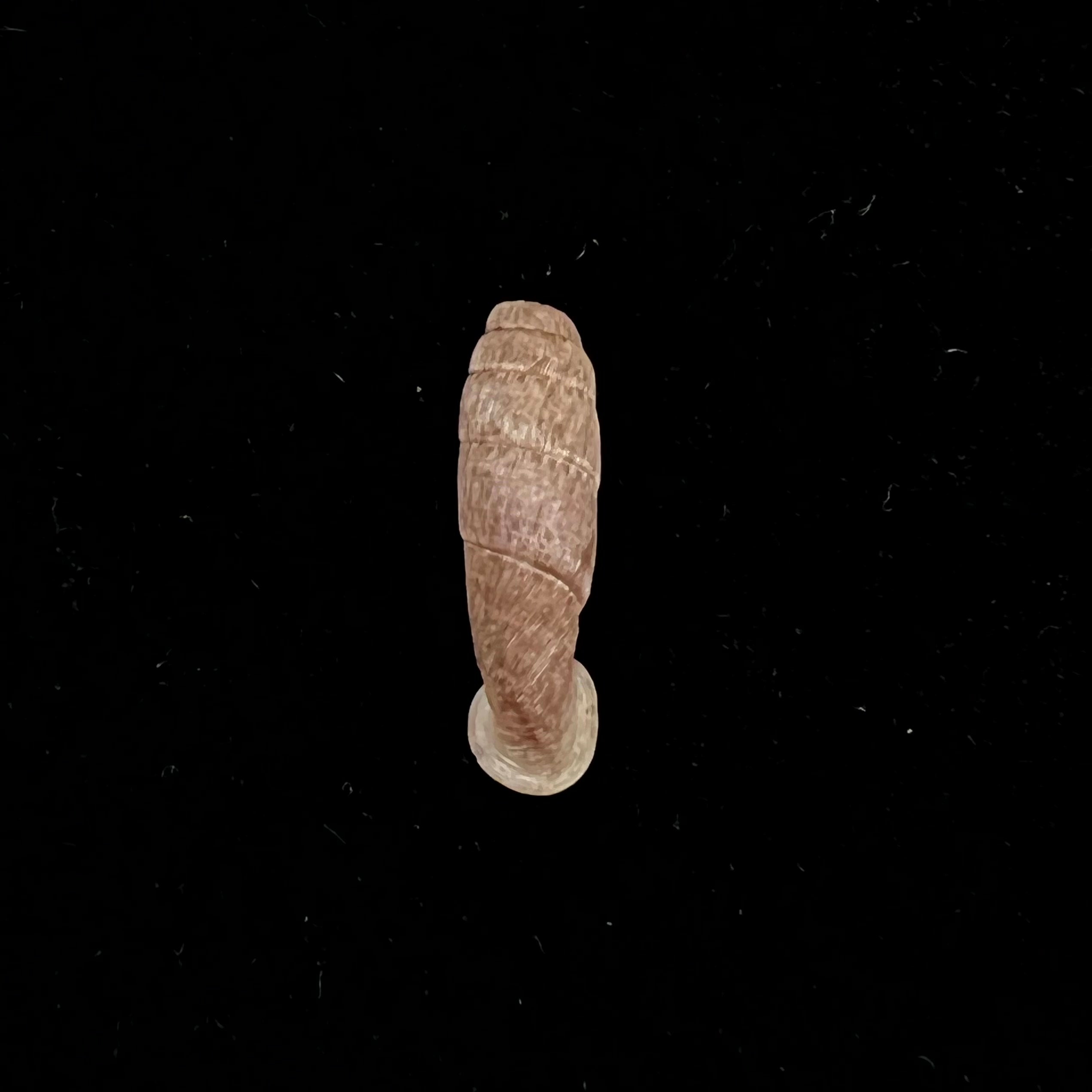 Cylindronenia pangamitoensis pangoensis Nordsieck, 2005 - 17,9mm