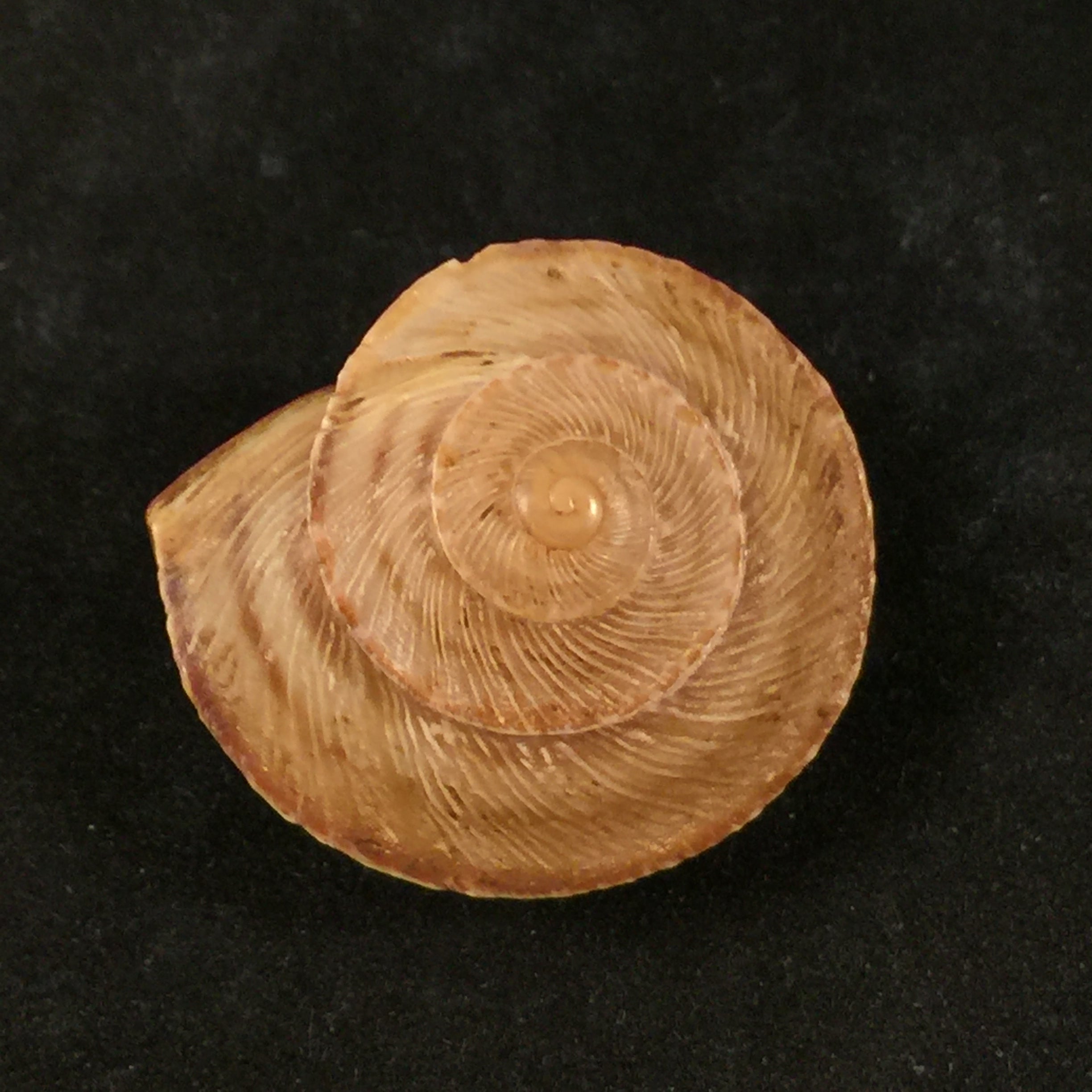 Loxana vondeli (Pallary, 1928) - 34,8mm