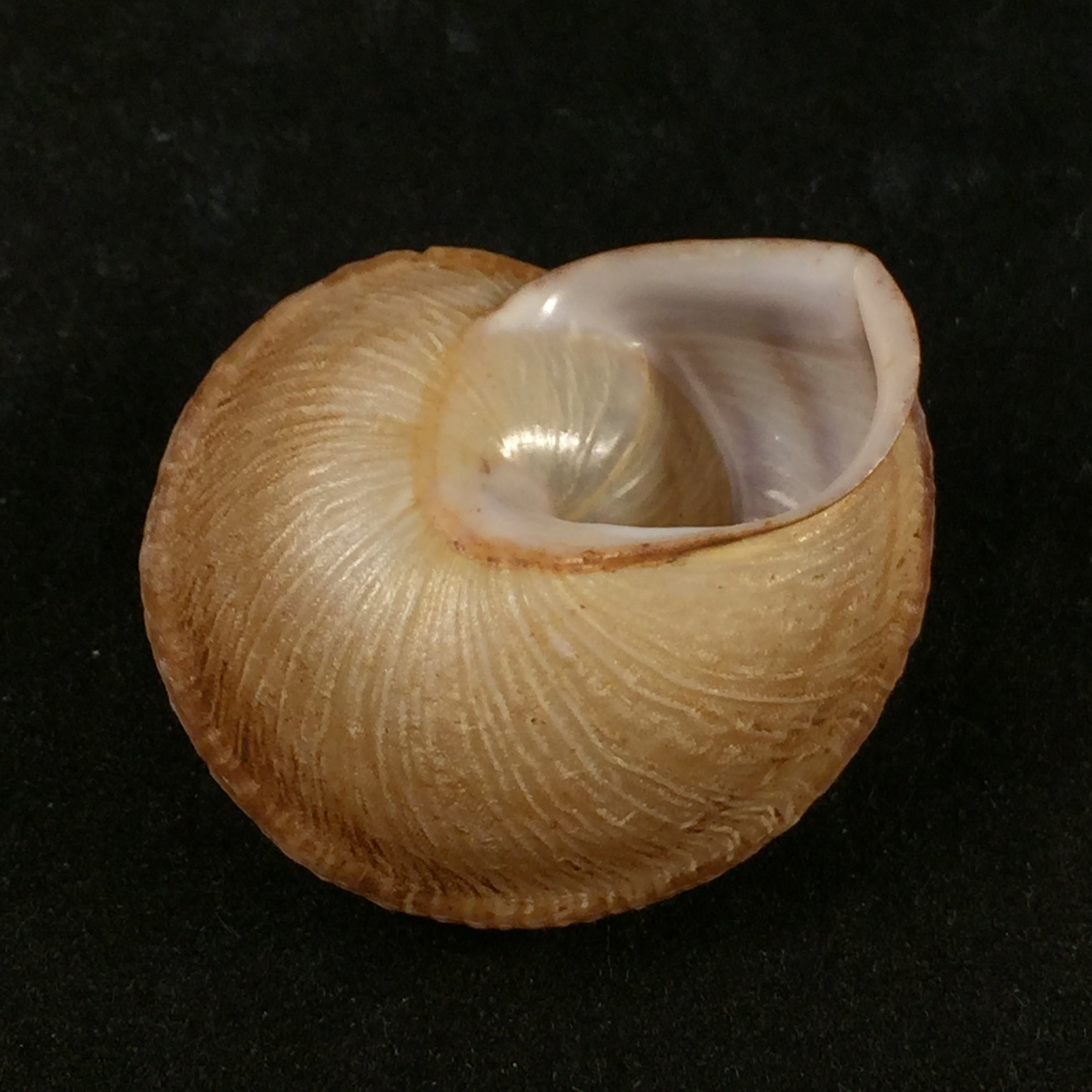 Loxana vondeli (Pallary, 1928) - 34,8mm