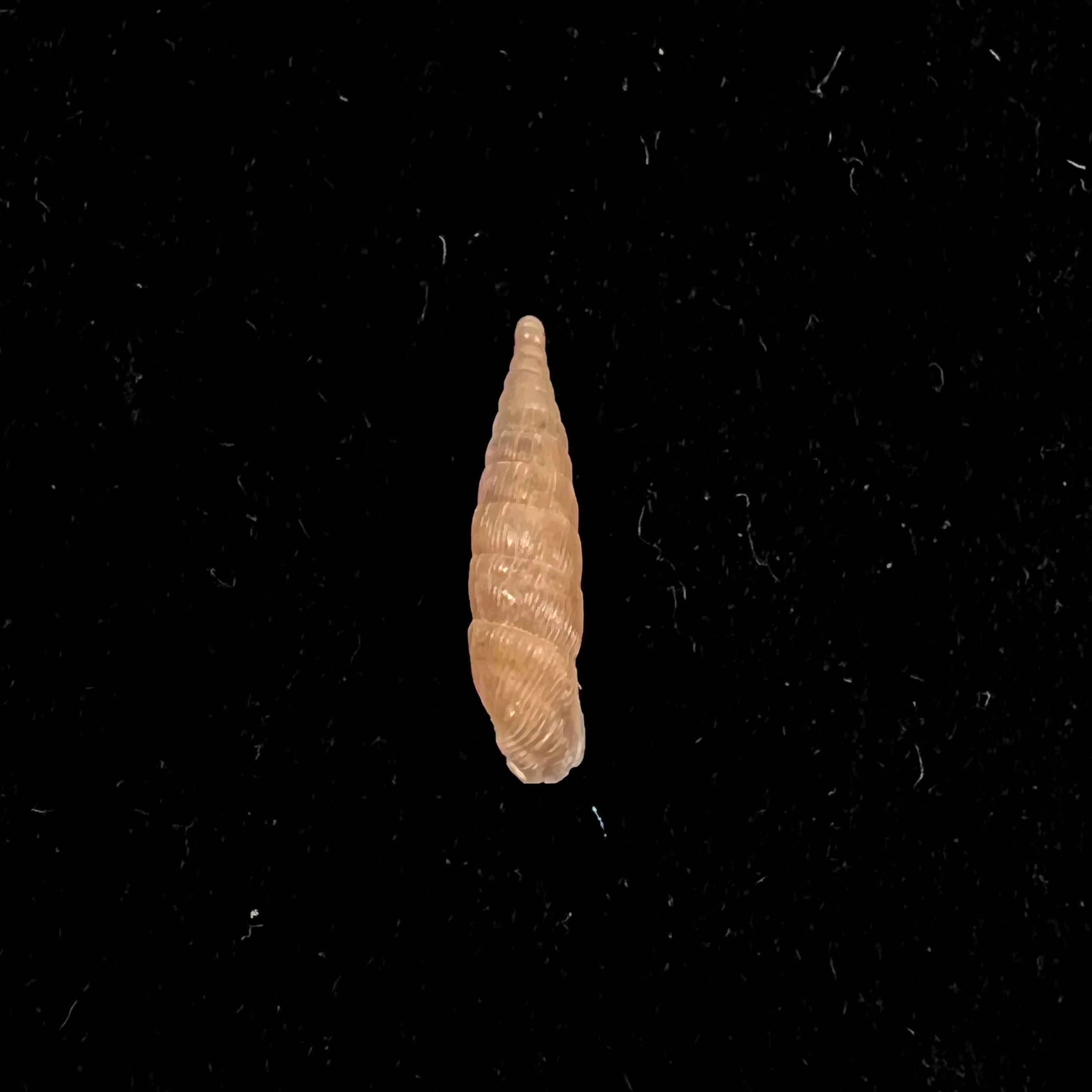 Alinda (Alinda) biplicata (Montagu, 1803) - 16,5mm