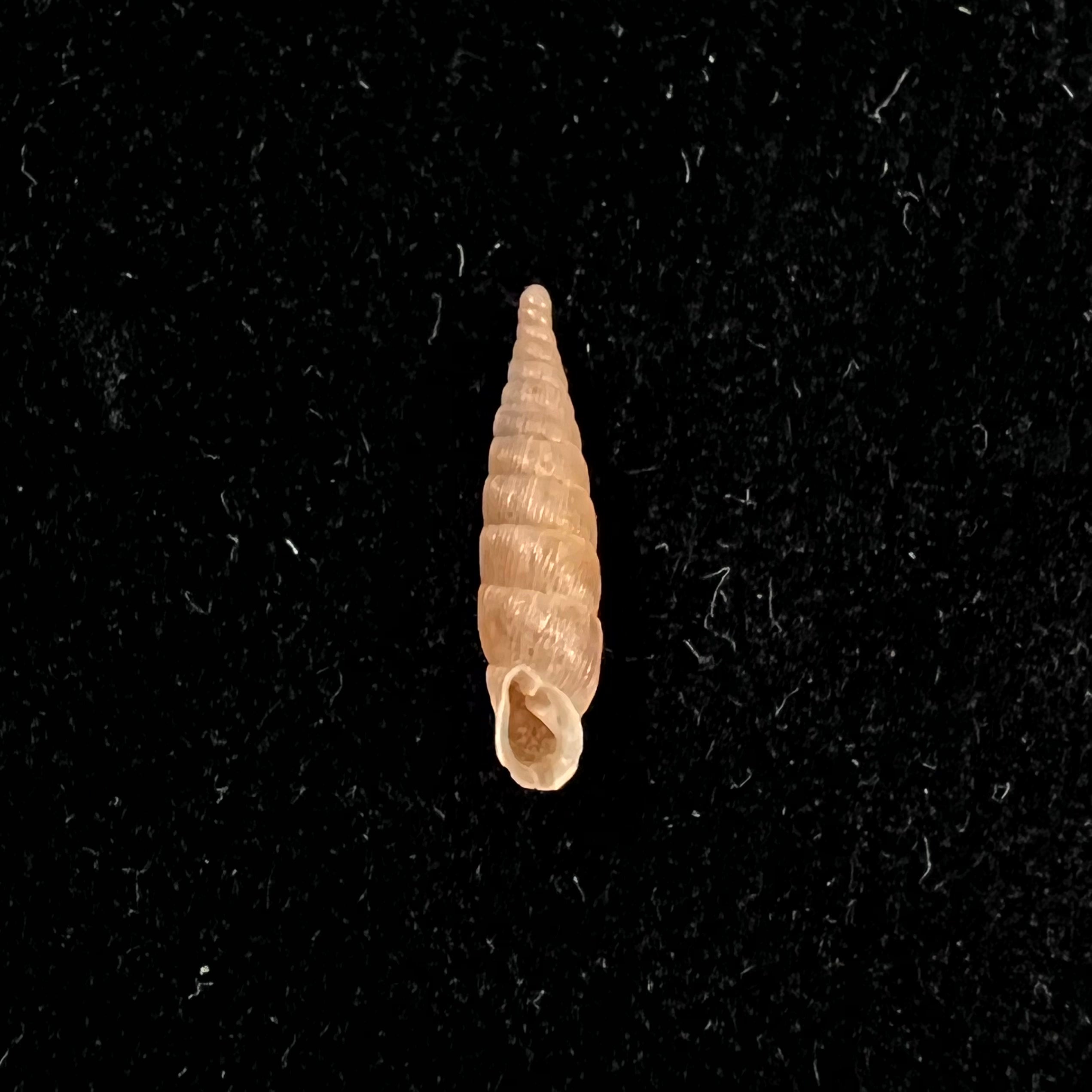 Alinda (Alinda) biplicata (Montagu, 1803) - 16,5mm