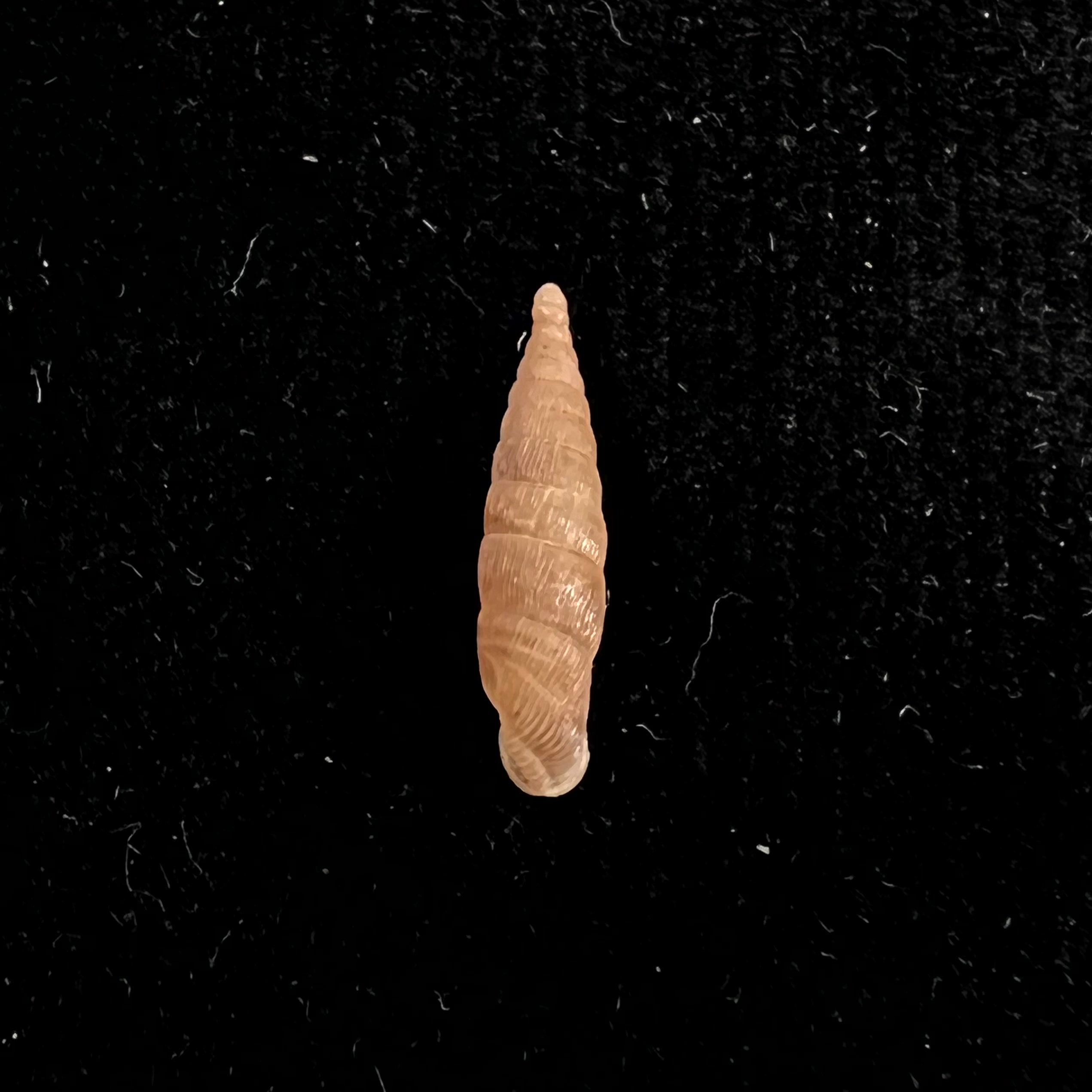Alinda (Alinda) biplicata (Montagu, 1803) - 16,2mm