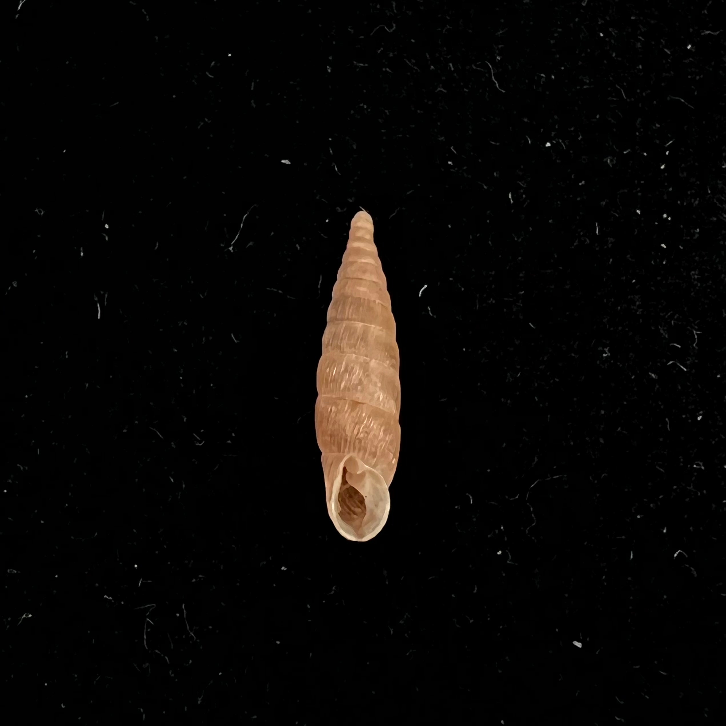Alinda (Alinda) biplicata (Montagu, 1803) - 16,2mm