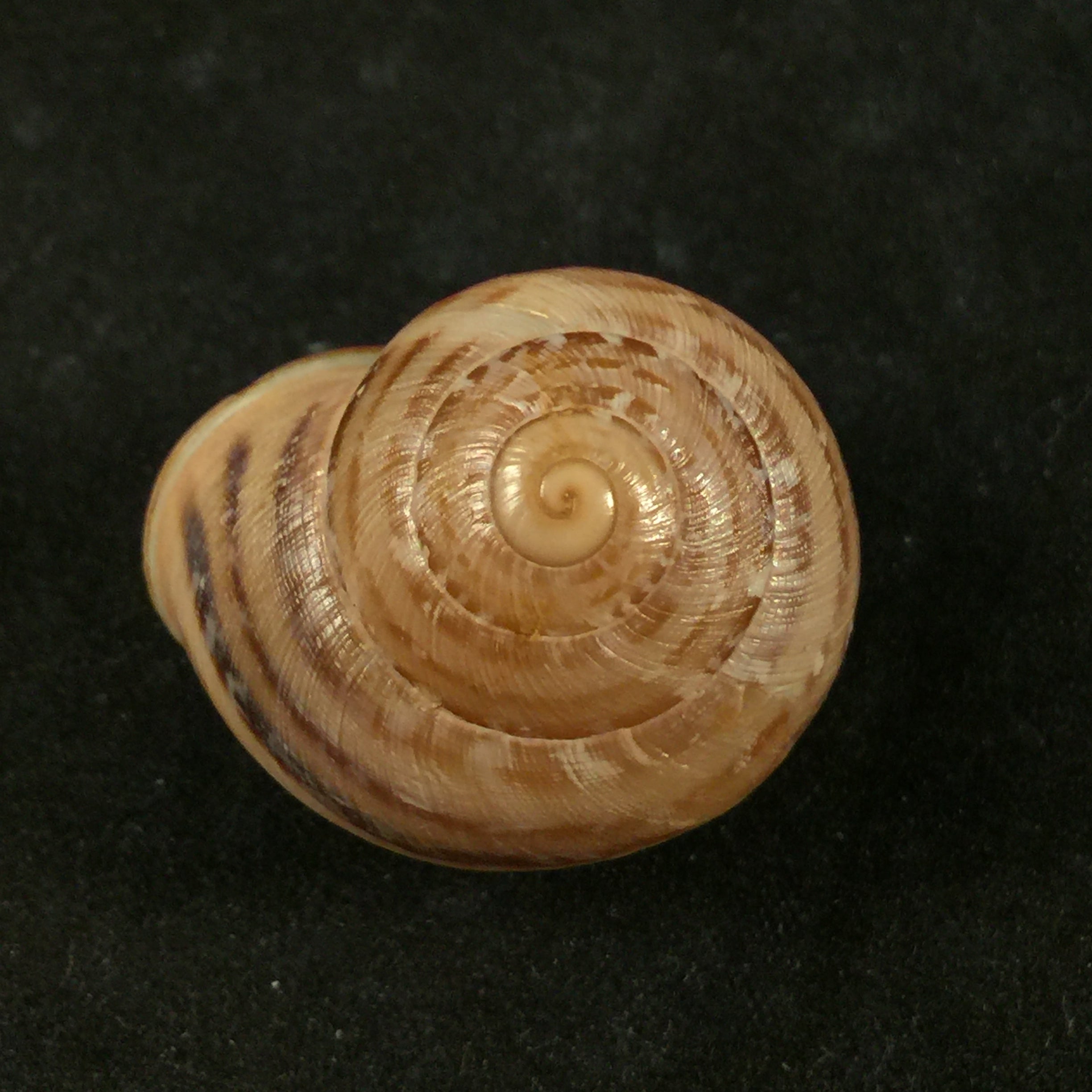 Loxana beaumieri major(莫雷莱特,1880年)- 27,8毫米