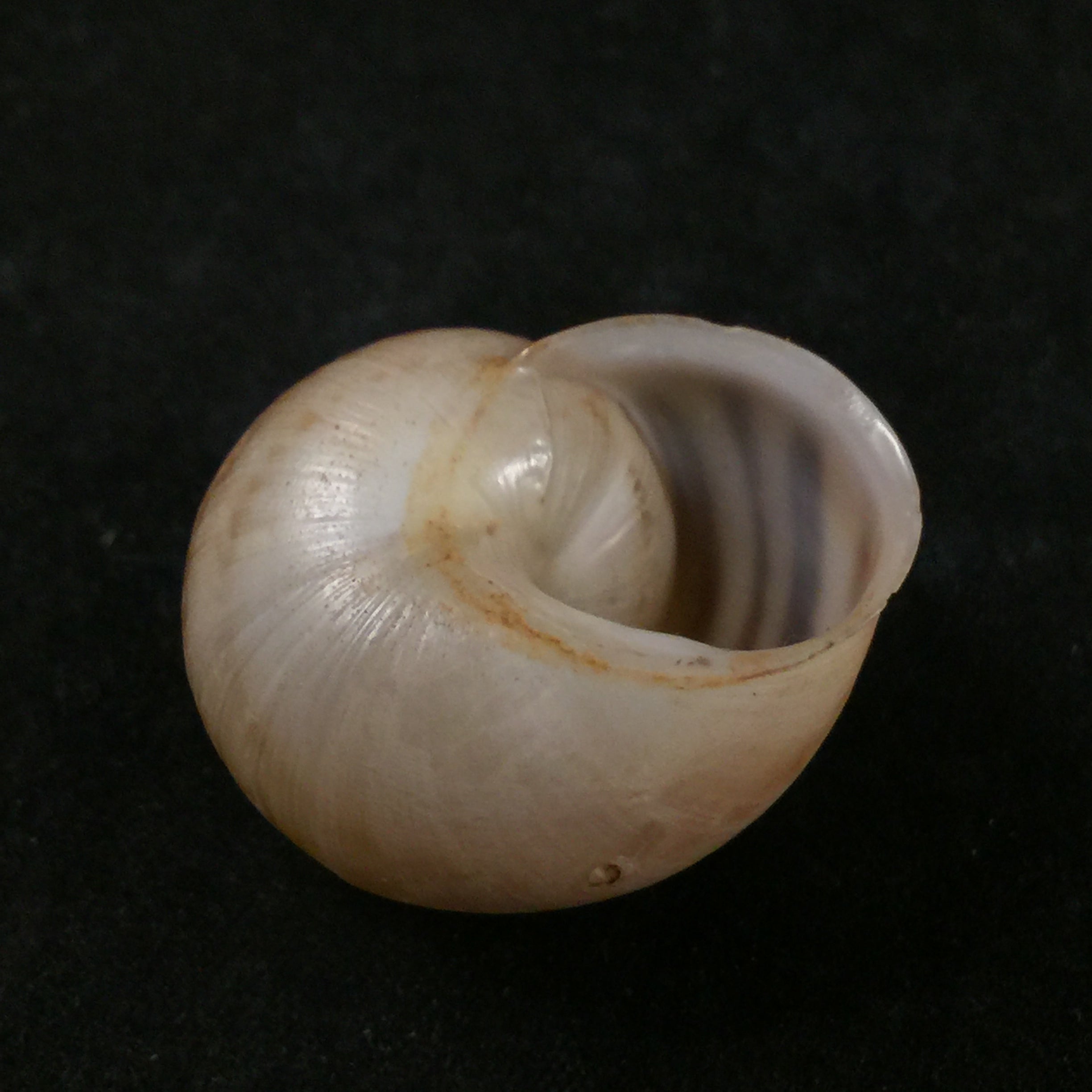 Loxana beaumieri major(莫雷莱特,1880年)- 27,8毫米