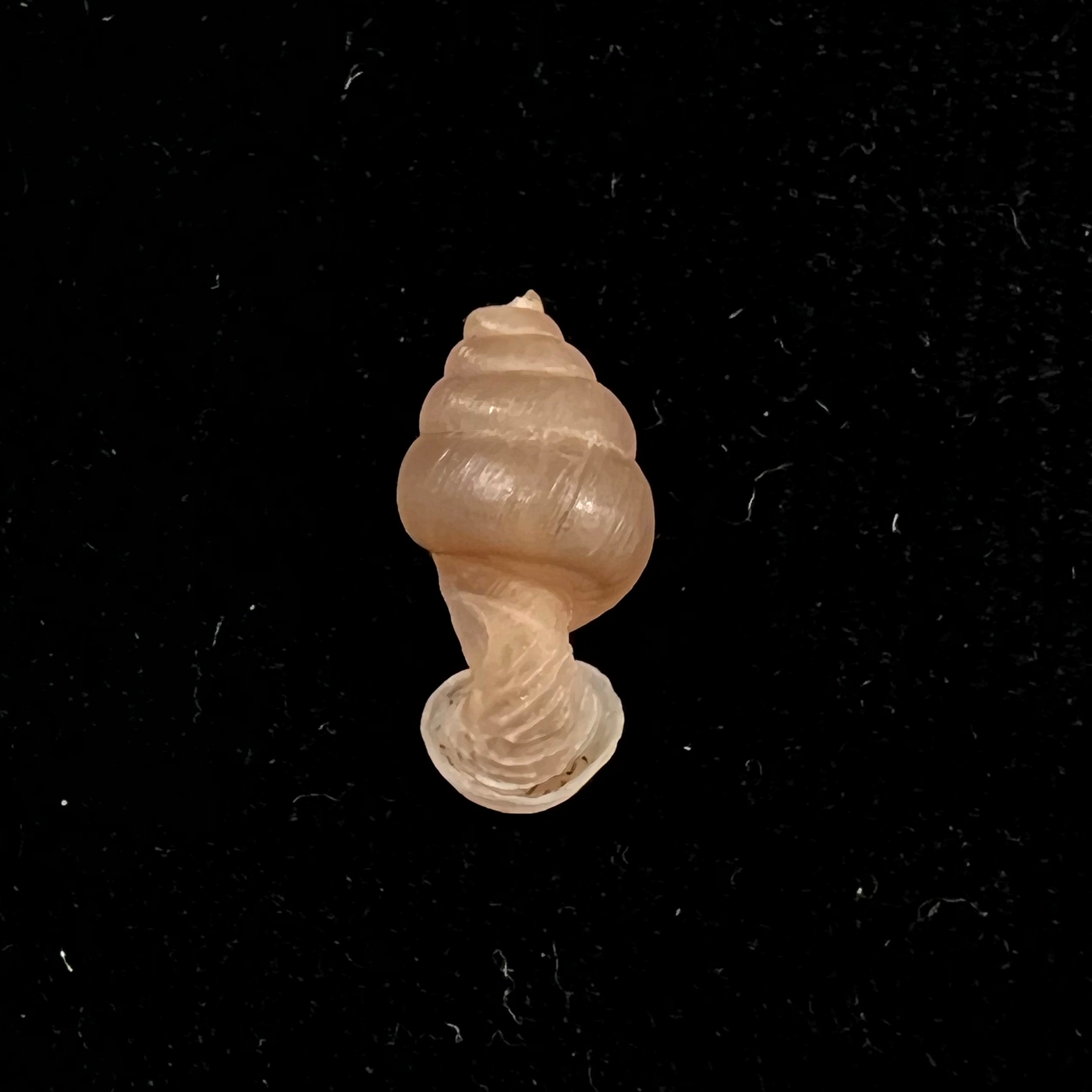 Grandinenia mirifica (D.-N. Chen & J.-X. Gao, 1982) - 17mm