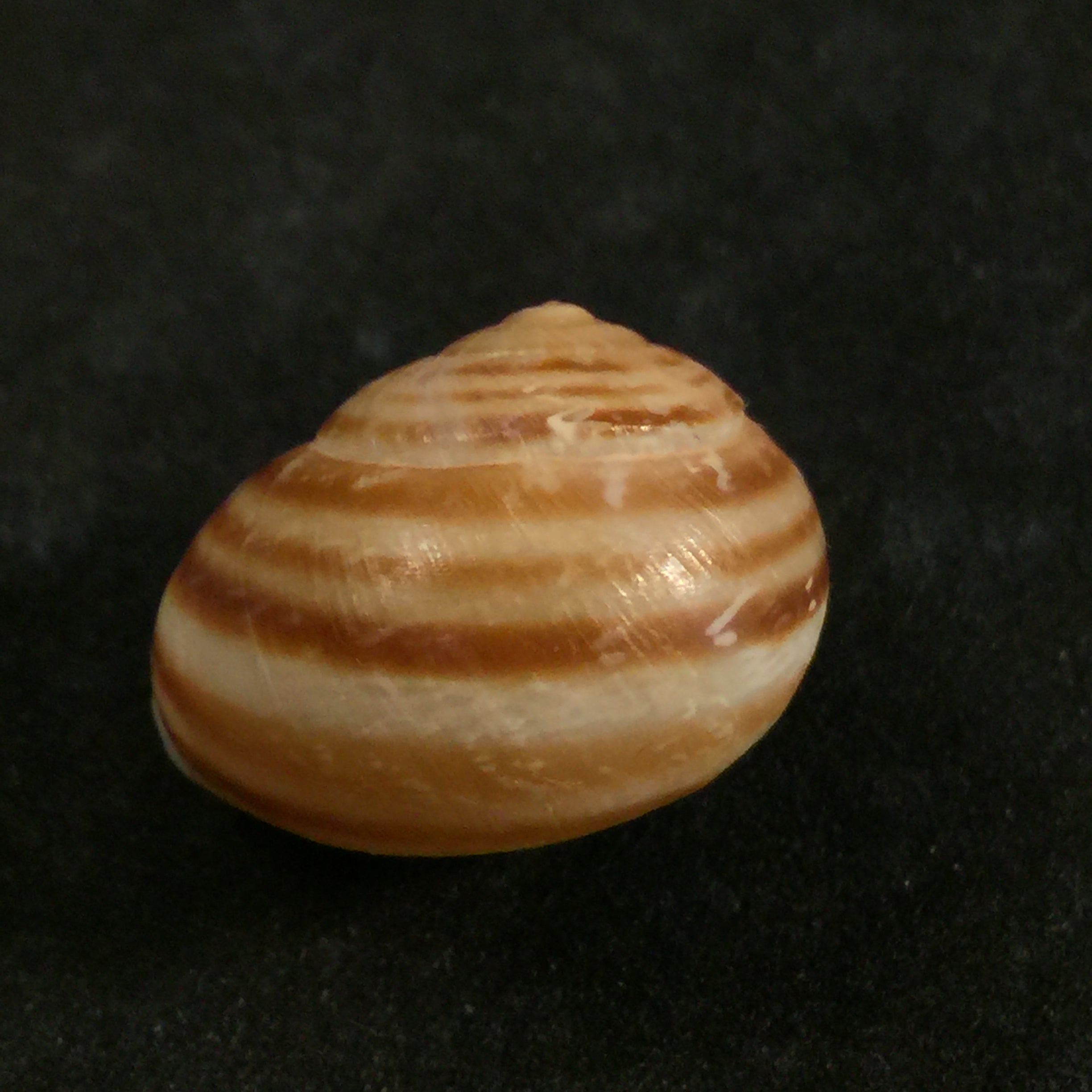 Loxana beaumieri rostrata (Pallary, 1926) - 24,4mm