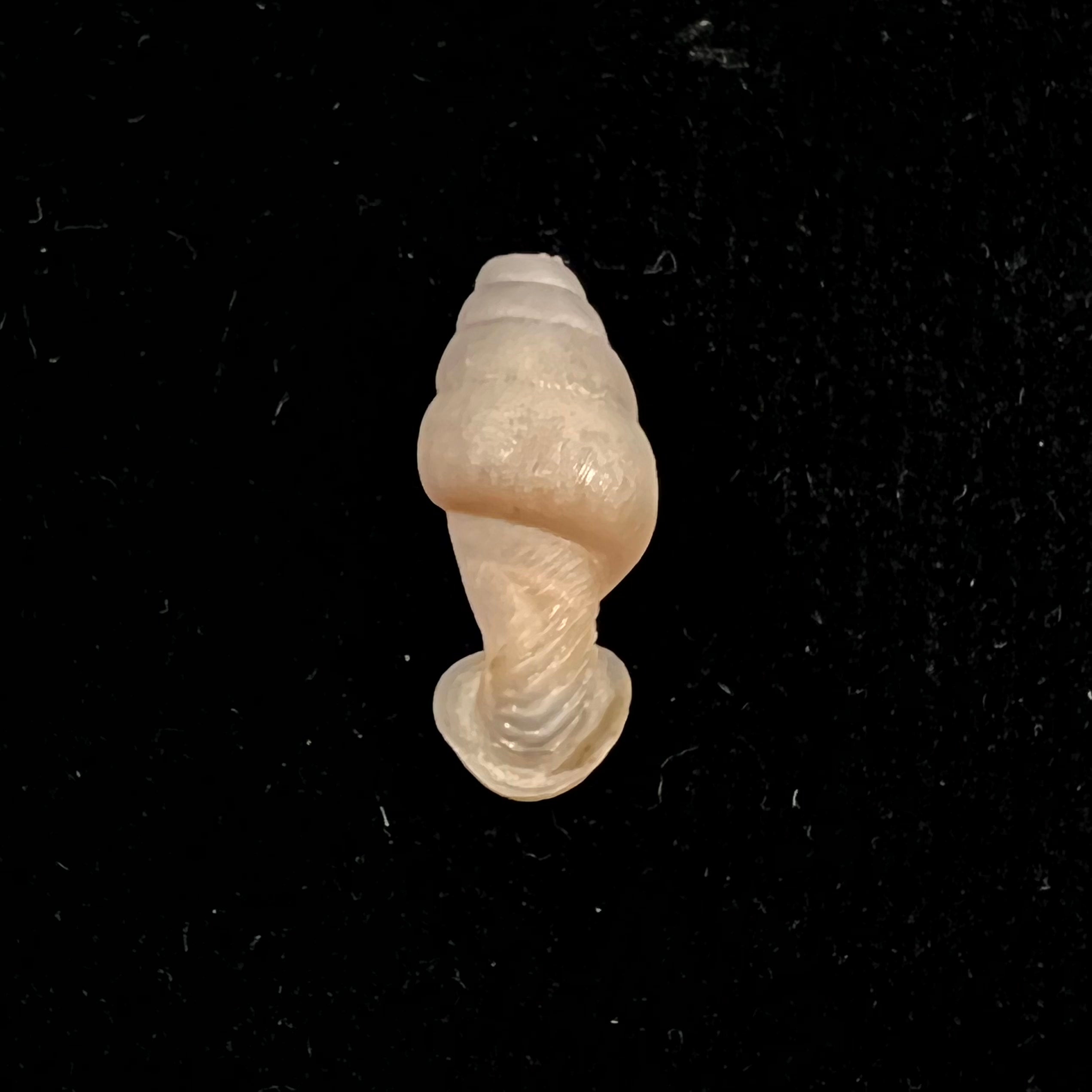 Grandinenia mirifica (D.-N. Chen & J.-X. Gao, 1982) - 20,5mm