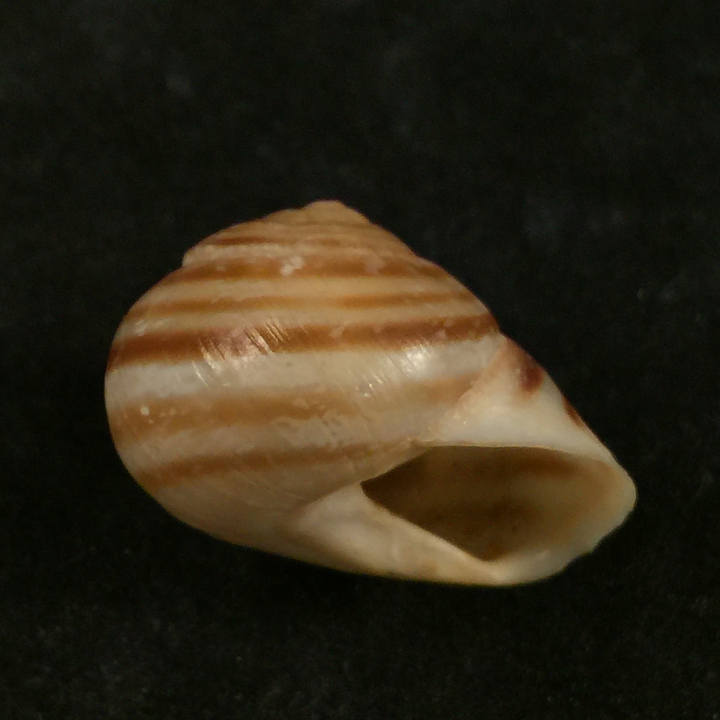Loxana beaumieri rostrata (Pallary, 1926) - 24,4mm