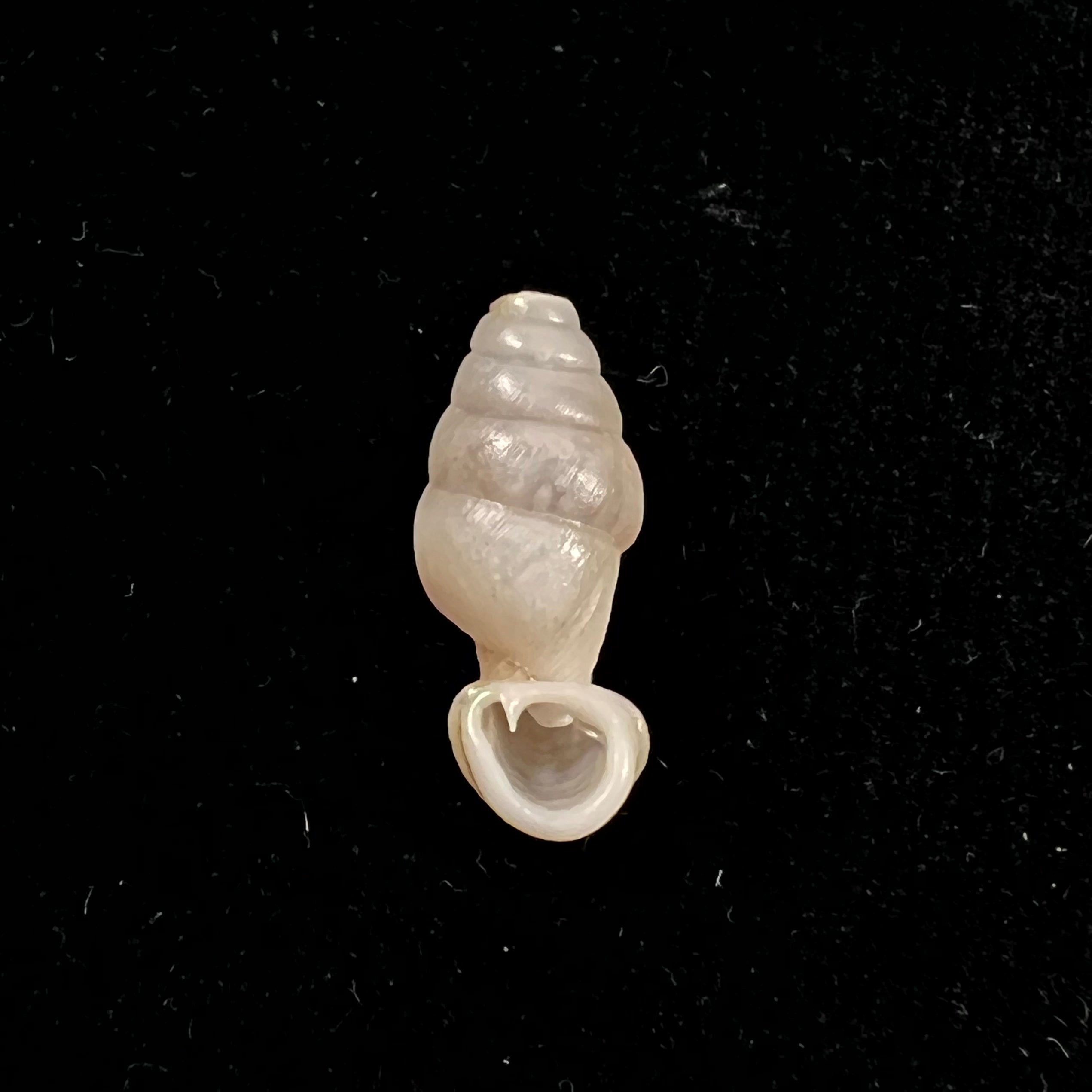 Grandinenia mirifica (D.-N. Chen & J.-X. Gao, 1982) - 20,5mm