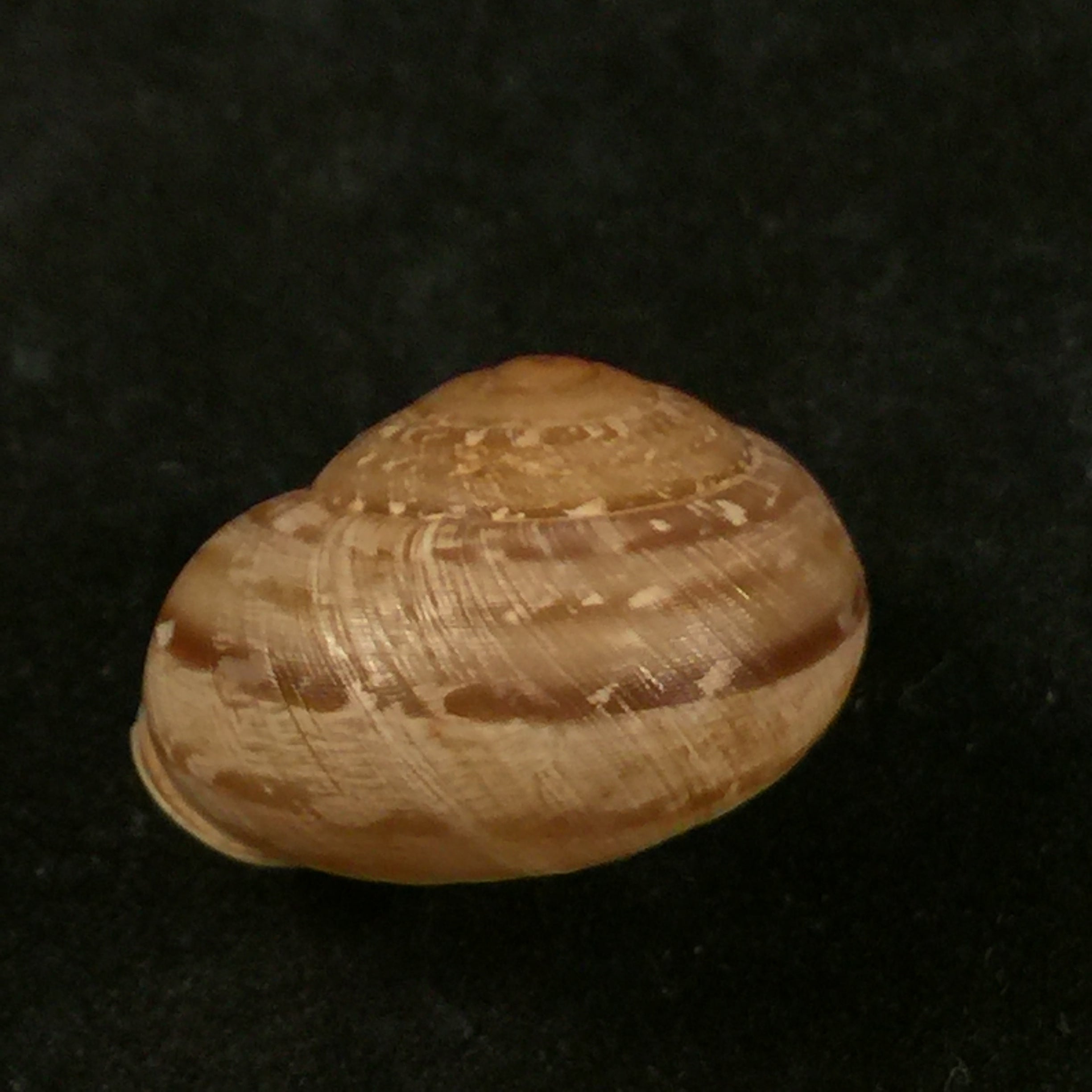 Loxana beaumieri demnatensis (Mousson, 1874) - 21,6毫米