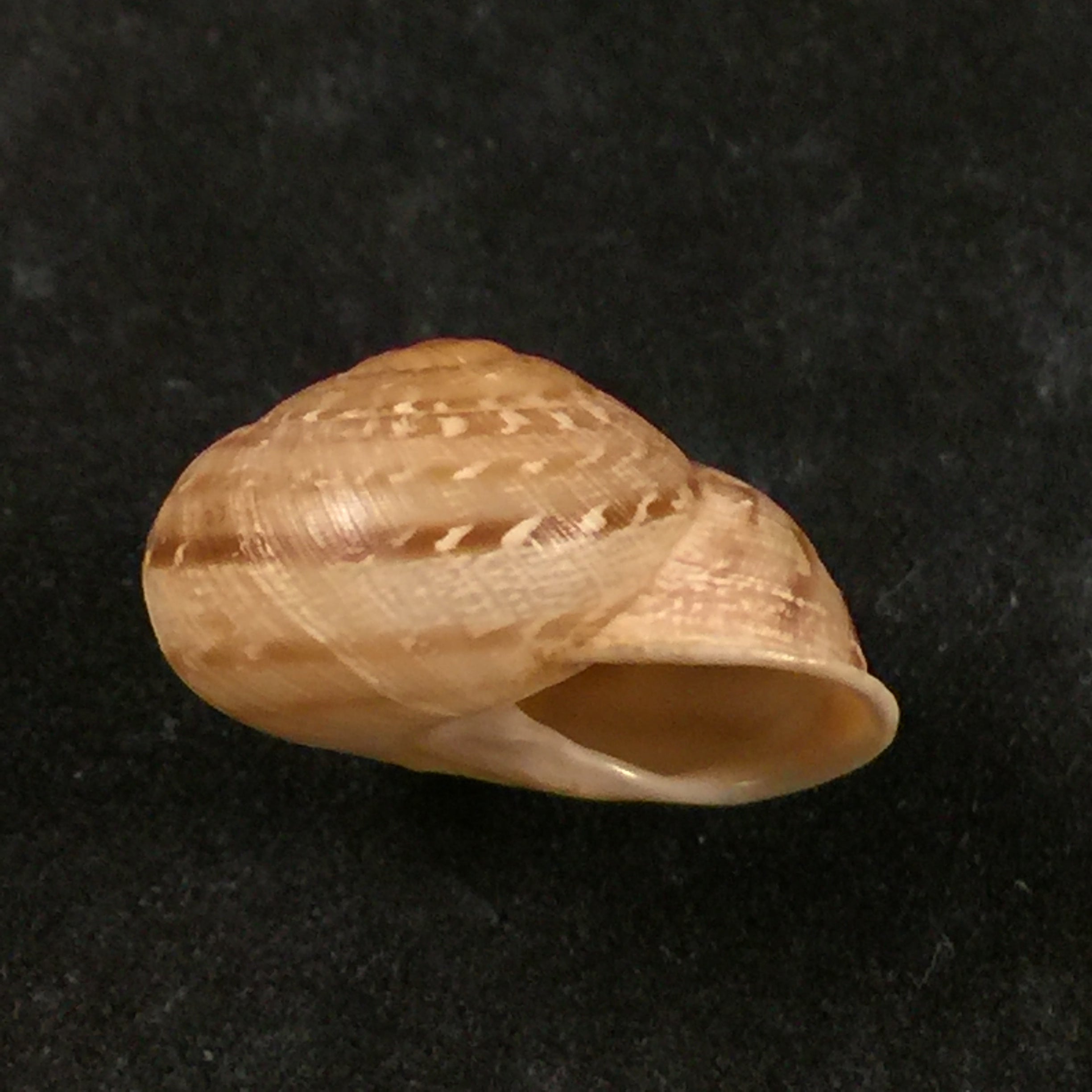 Loxana beaumieri demnatensis (Mousson, 1874) - 21,6毫米