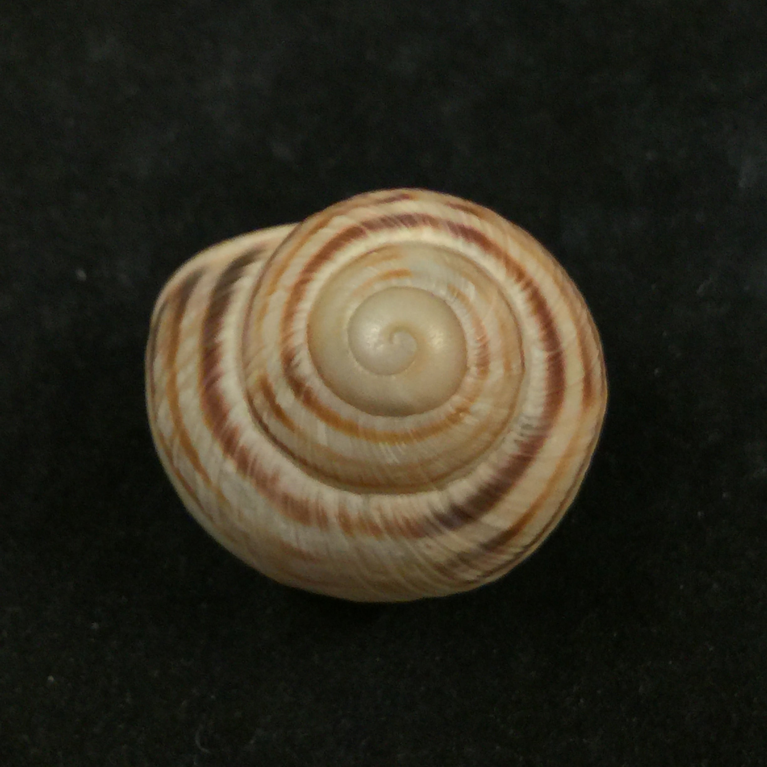 Helix vulgaris Rossmässler, 1839 - 30,5毫米