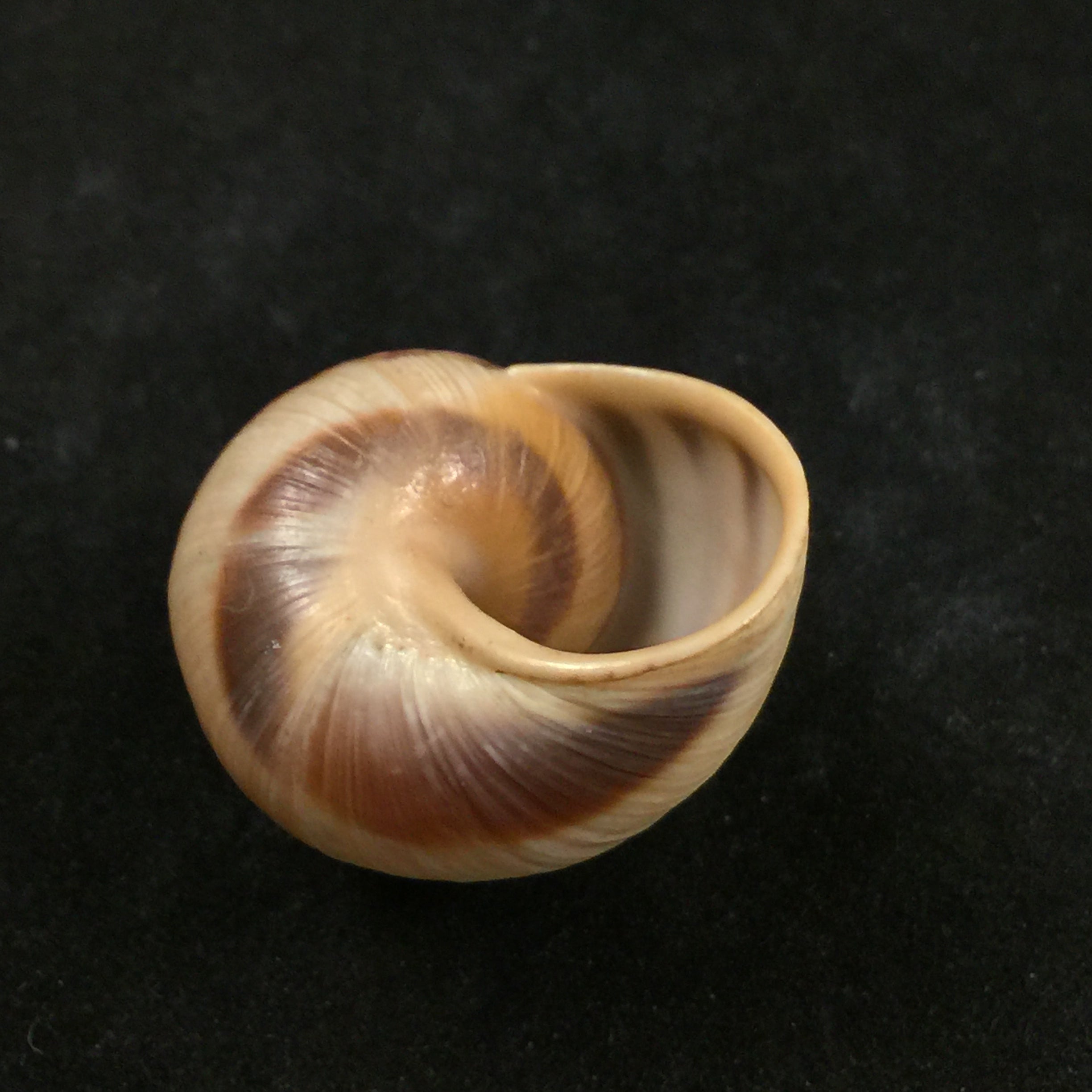 Helix vulgaris Rossmässler, 1839 - 30,5毫米