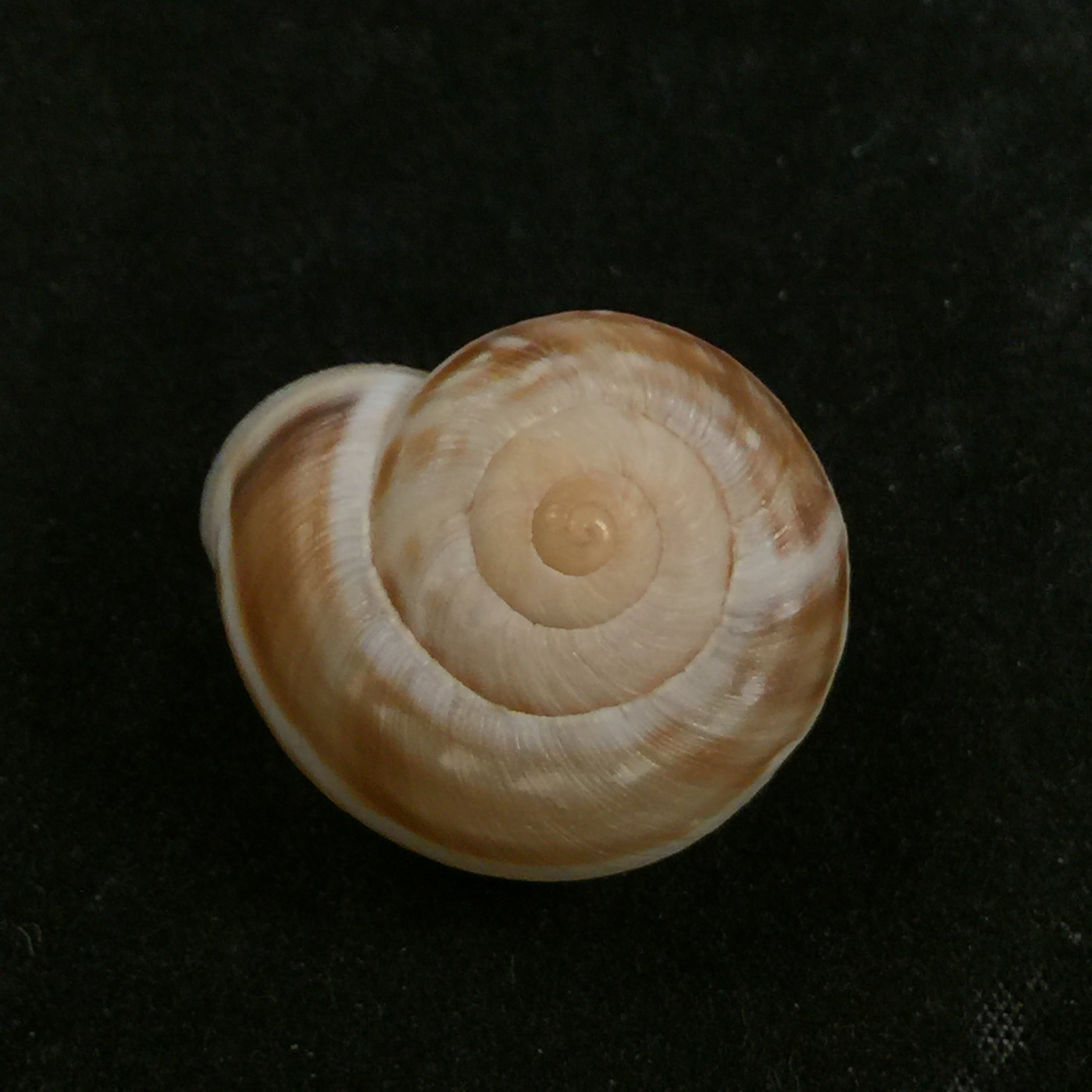 Rossmaessleria weberi paulae J Ahuir, 2017 - 24,8mm