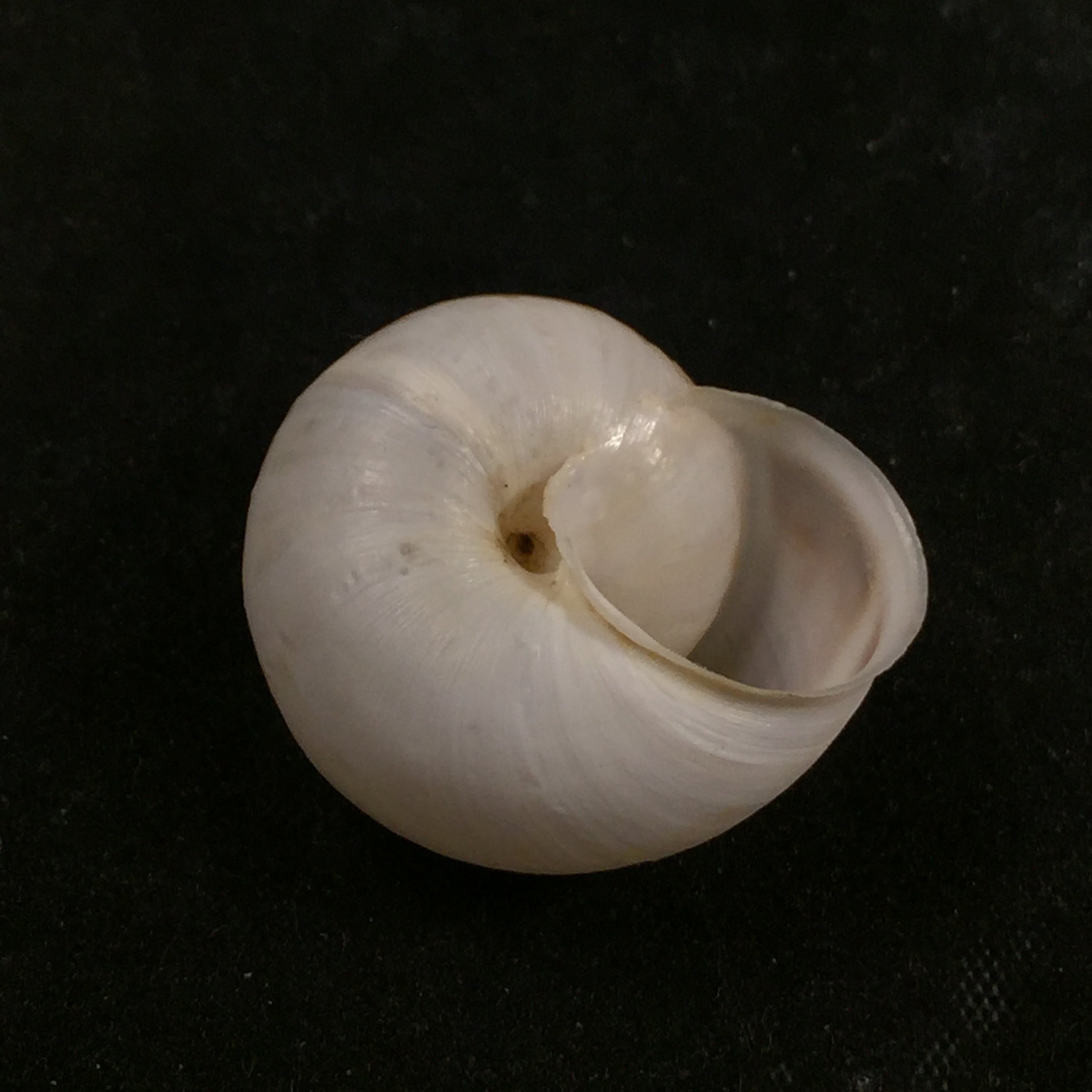 Rossmaessleria weberi paulae J Ahuir, 2017 - 24,8mm