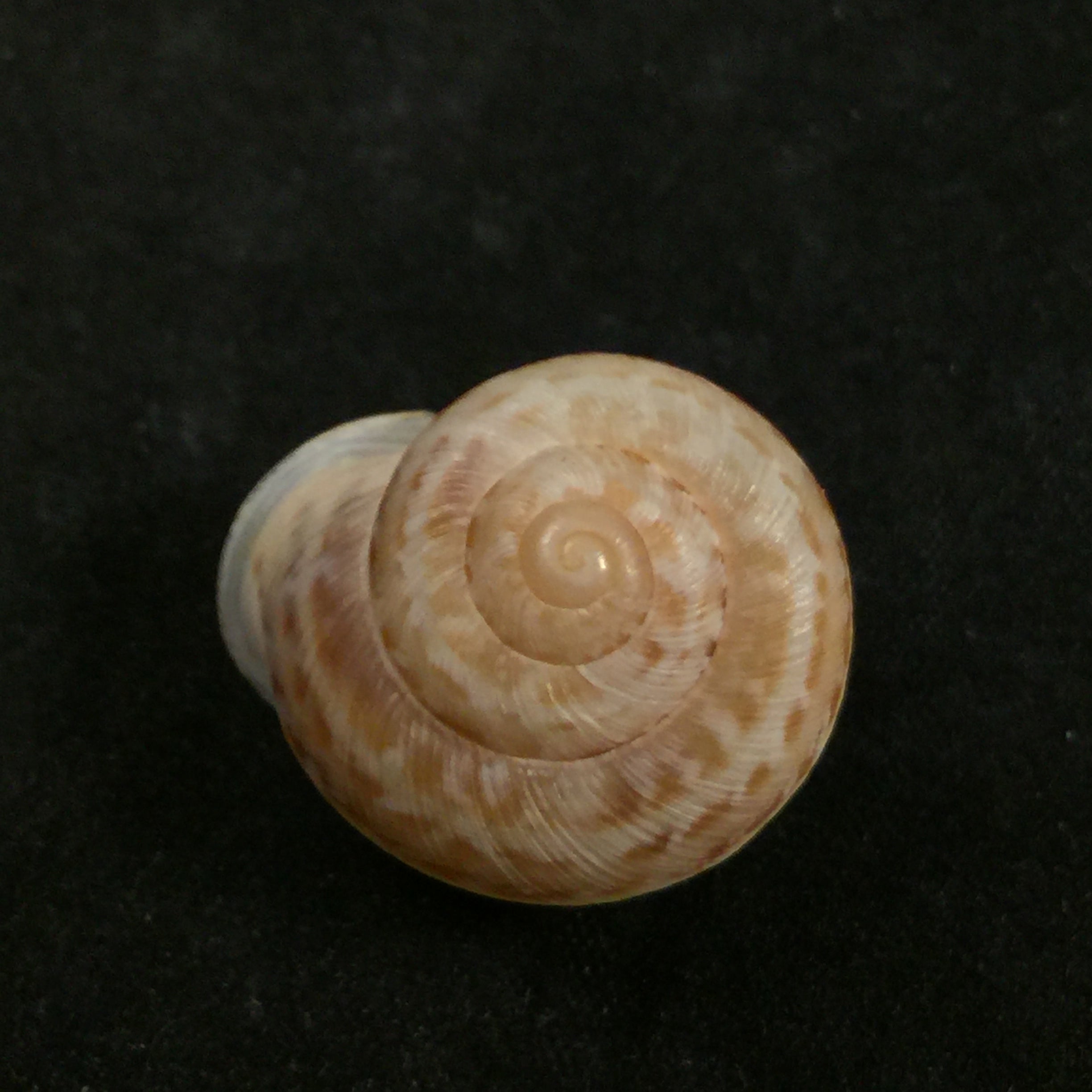 Rossmaessleria anticana fichtalana (Pallary, 1928) - 23,1毫米