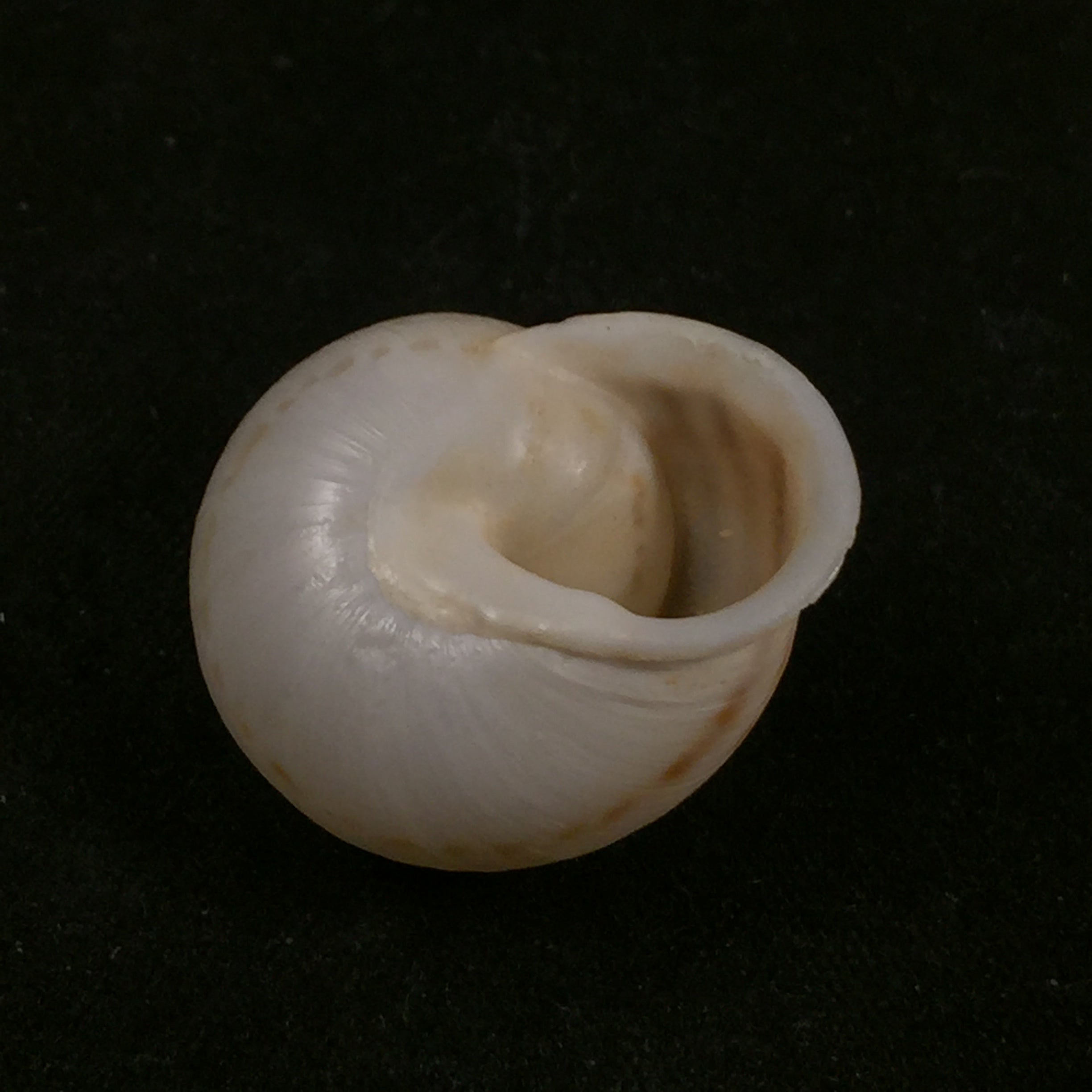 Rossmaessleria anticana fichtalana (Pallary, 1928) - 23,1毫米