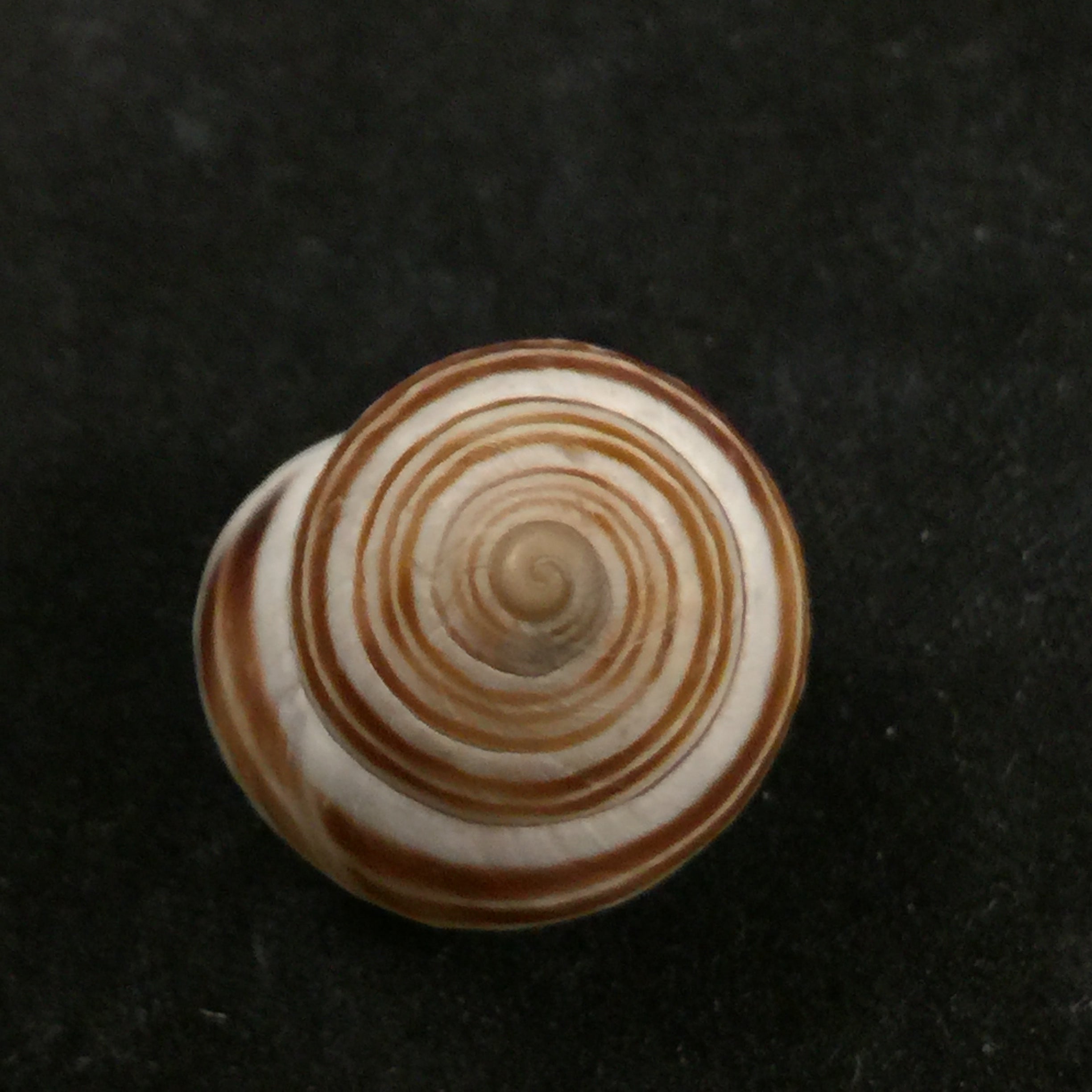 Rossmaessleria sicanoides (Kobelt, 1881) - 19,3毫米