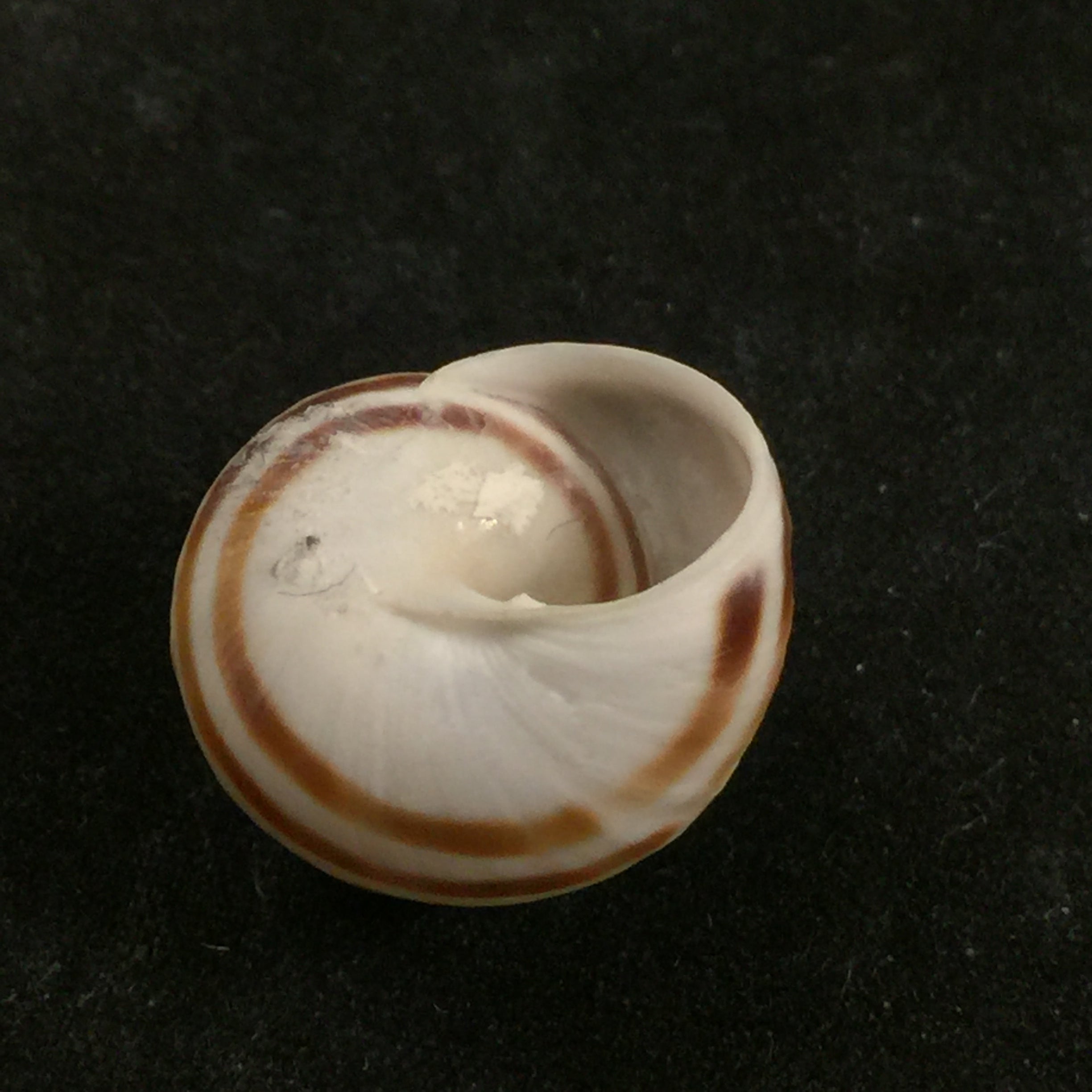 Rossmaessleria sicanoides (Kobelt, 1881) - 19,3毫米