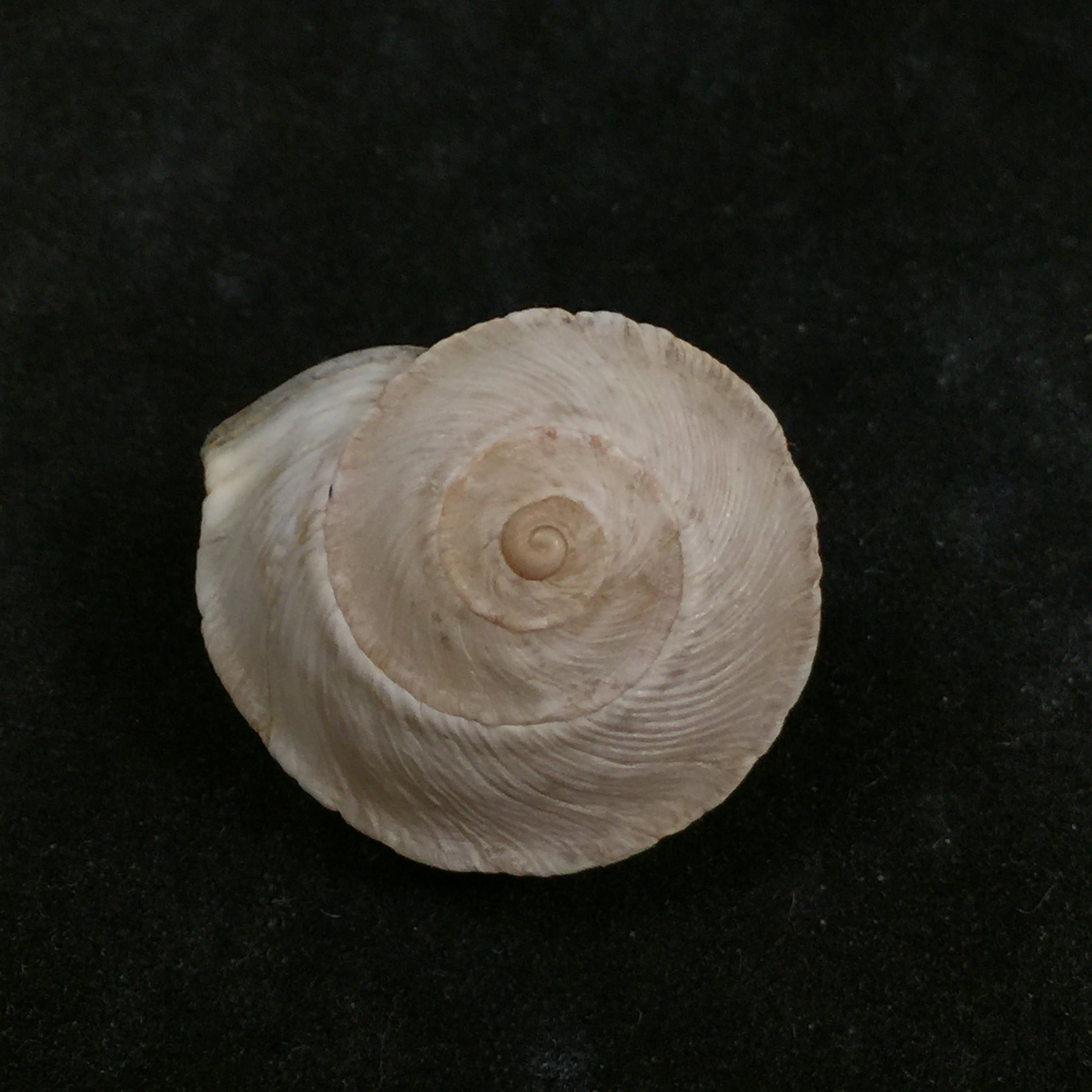 Rossmaessleria sultana sultana (莫雷特, 1880) - 27,1mm