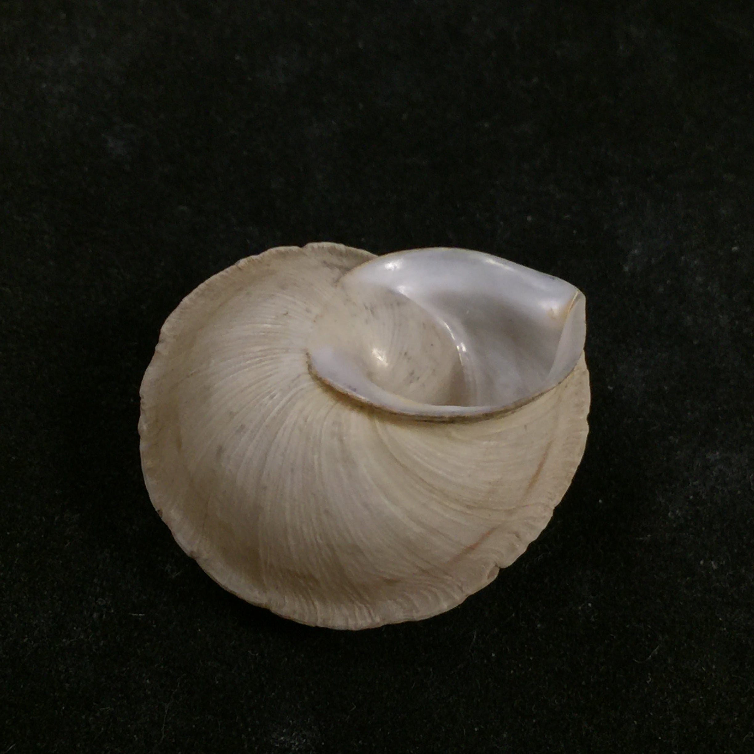Rossmaessleria sultana sultana (莫雷特, 1880) - 27,1mm