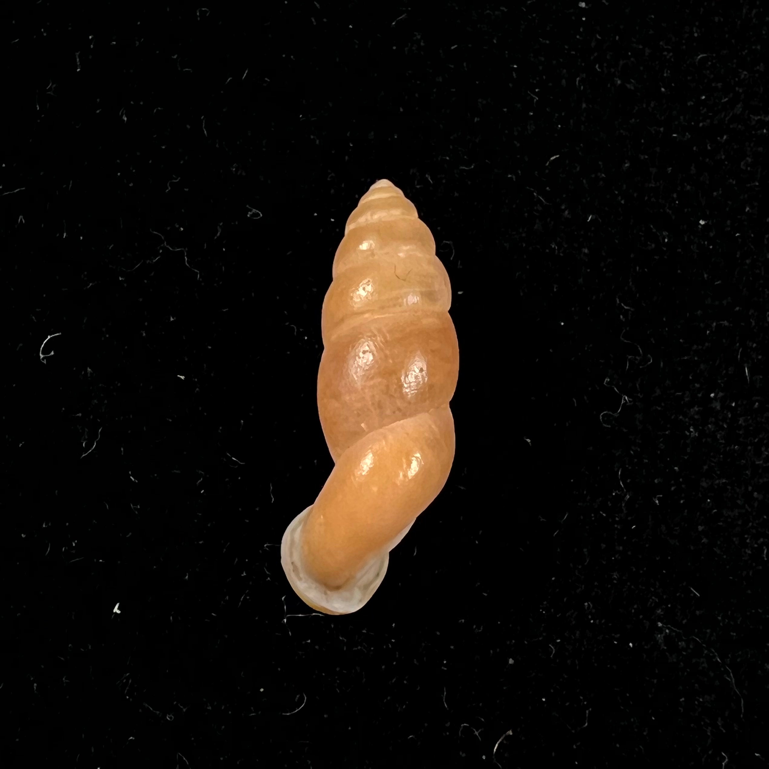 Tortulosa tortulosa Beck, 1837 - 22,6mm