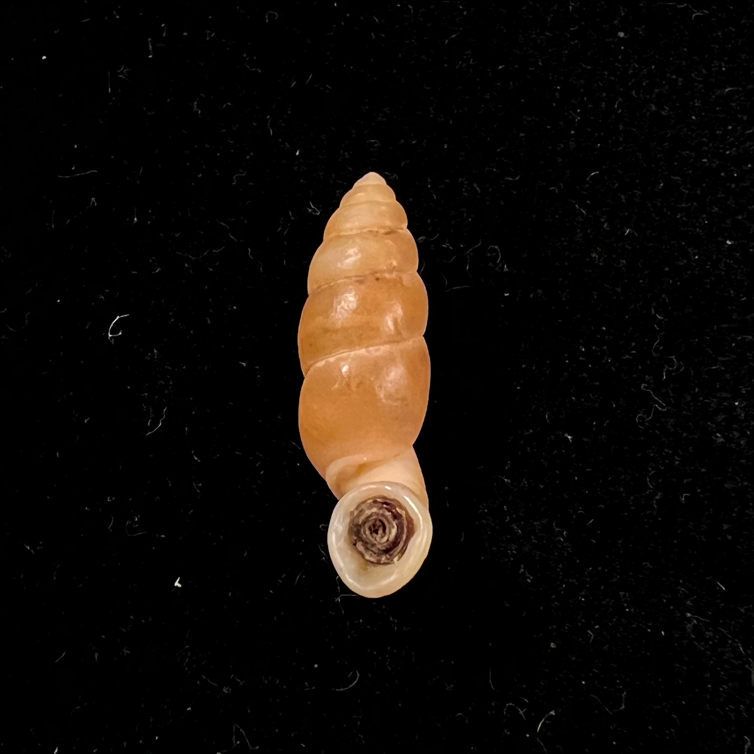 Tortulosa tortulosa Beck, 1837 - 22,6mm