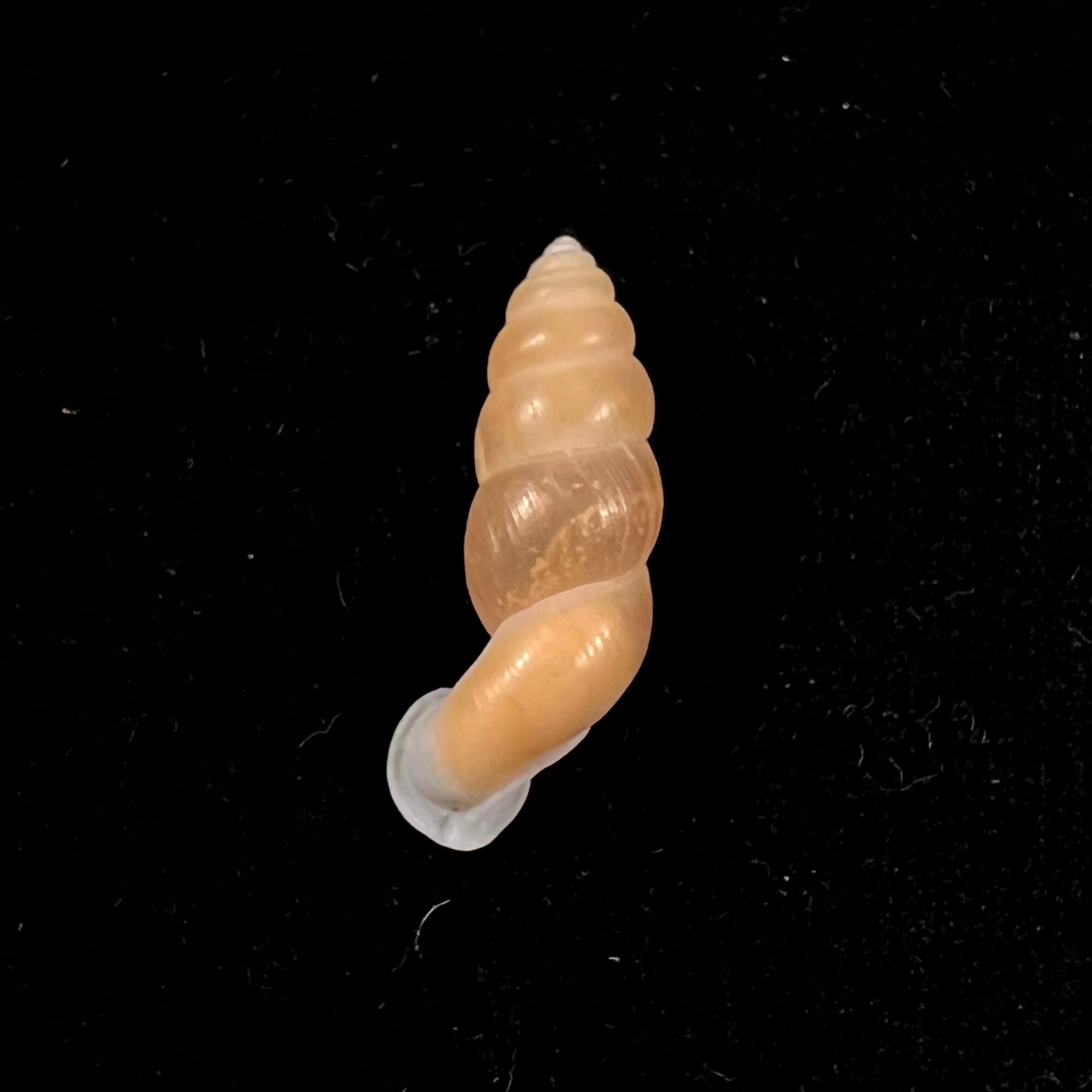 Tortulosa tortulosa Beck, 1837 - 24,4mm