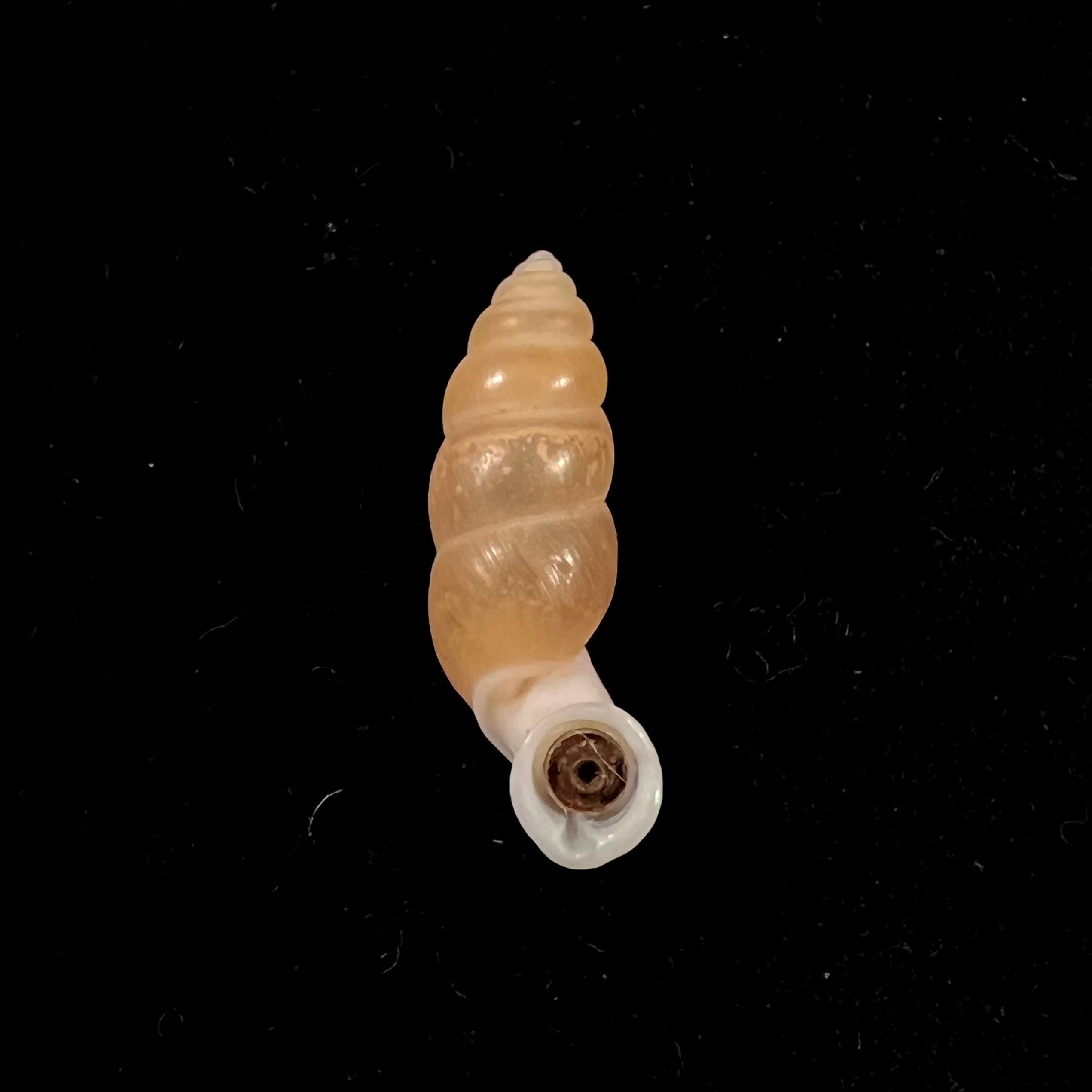 Tortulosa tortulosa Beck, 1837 - 24,4mm