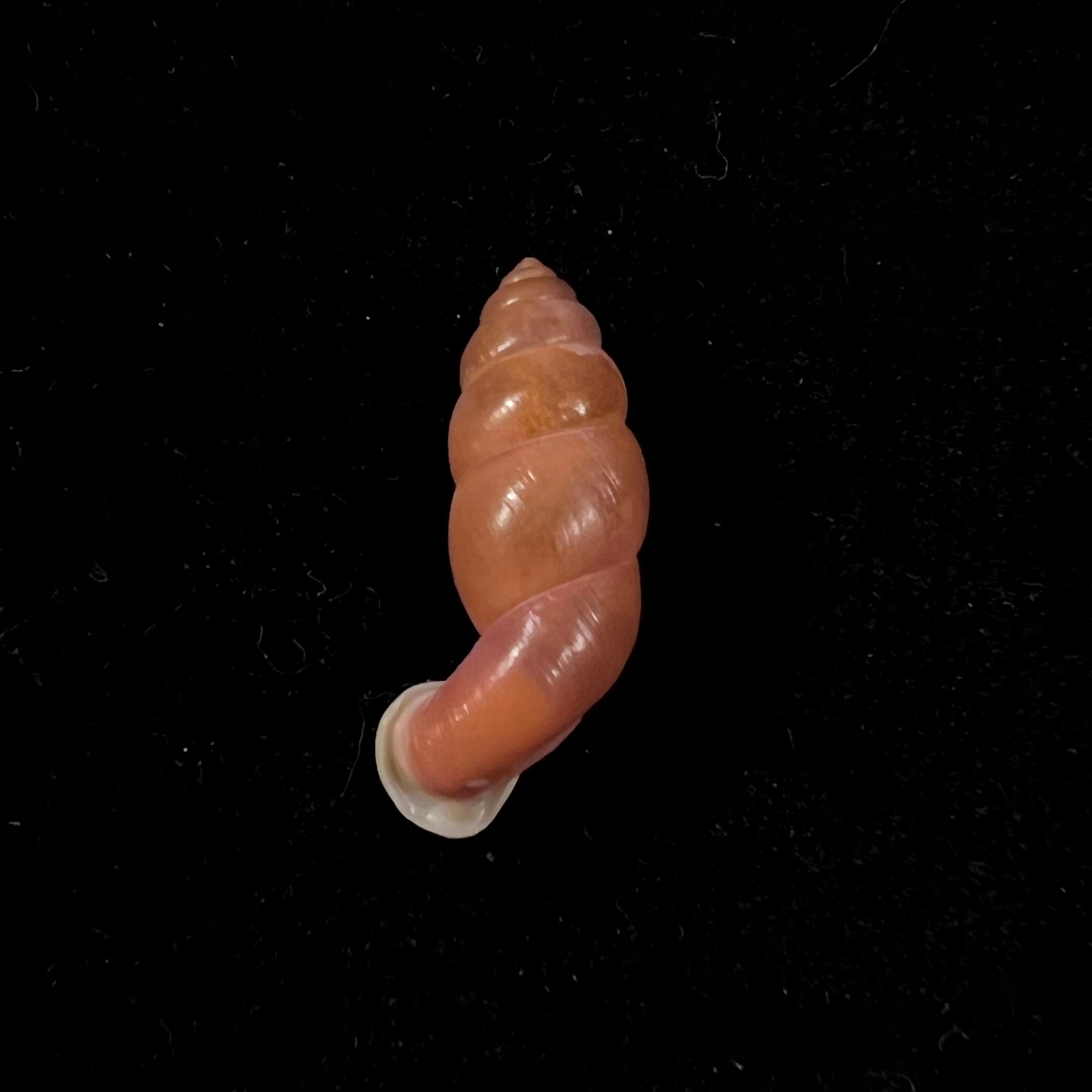 Tortulosa tortulosa Beck, 1837 - 22,7mm
