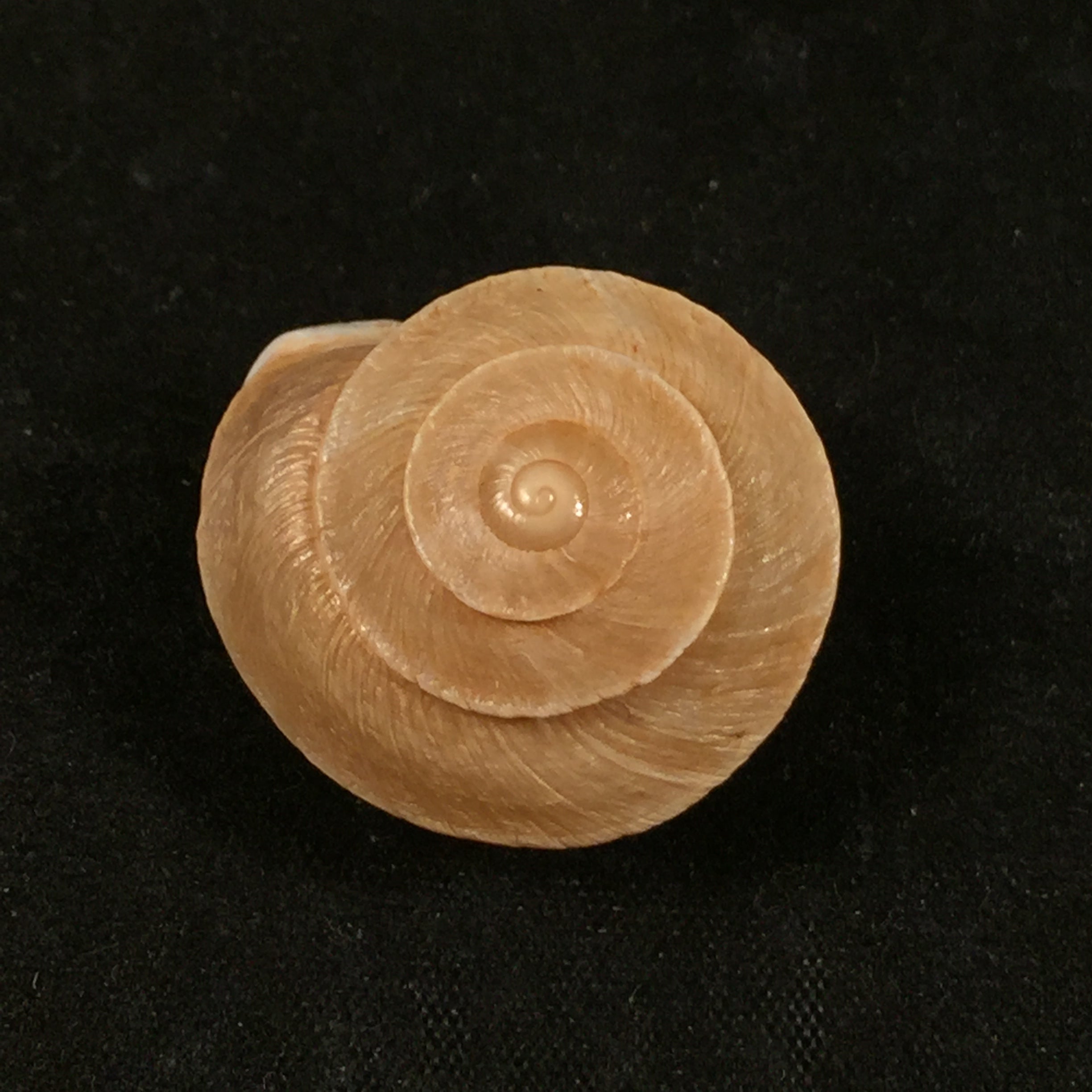 Tingitana minetti cristataria (Pallary, 1920) - 26,1毫米