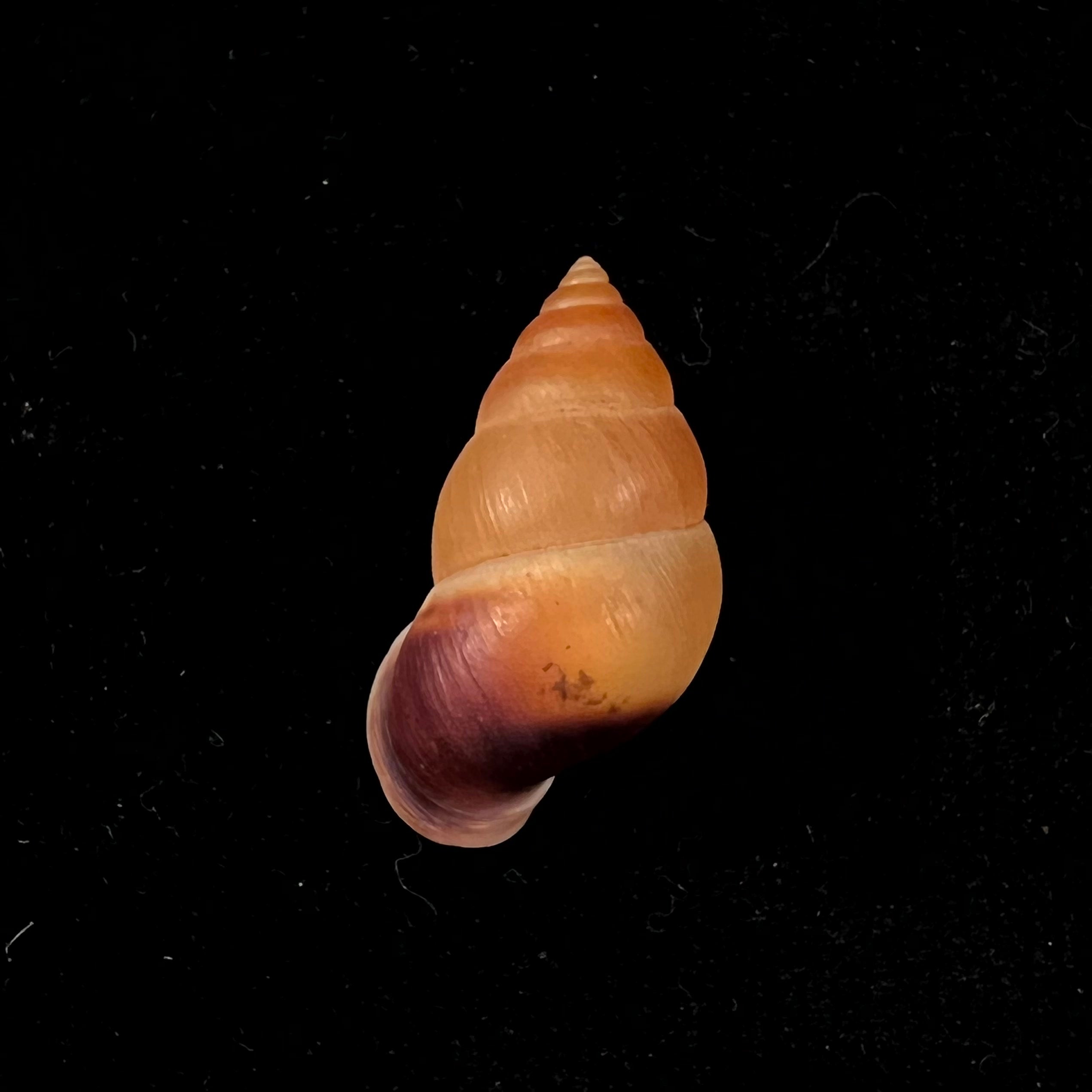 Hainesia crocea(GB Sowerby I, 1843)- 27,9毫米