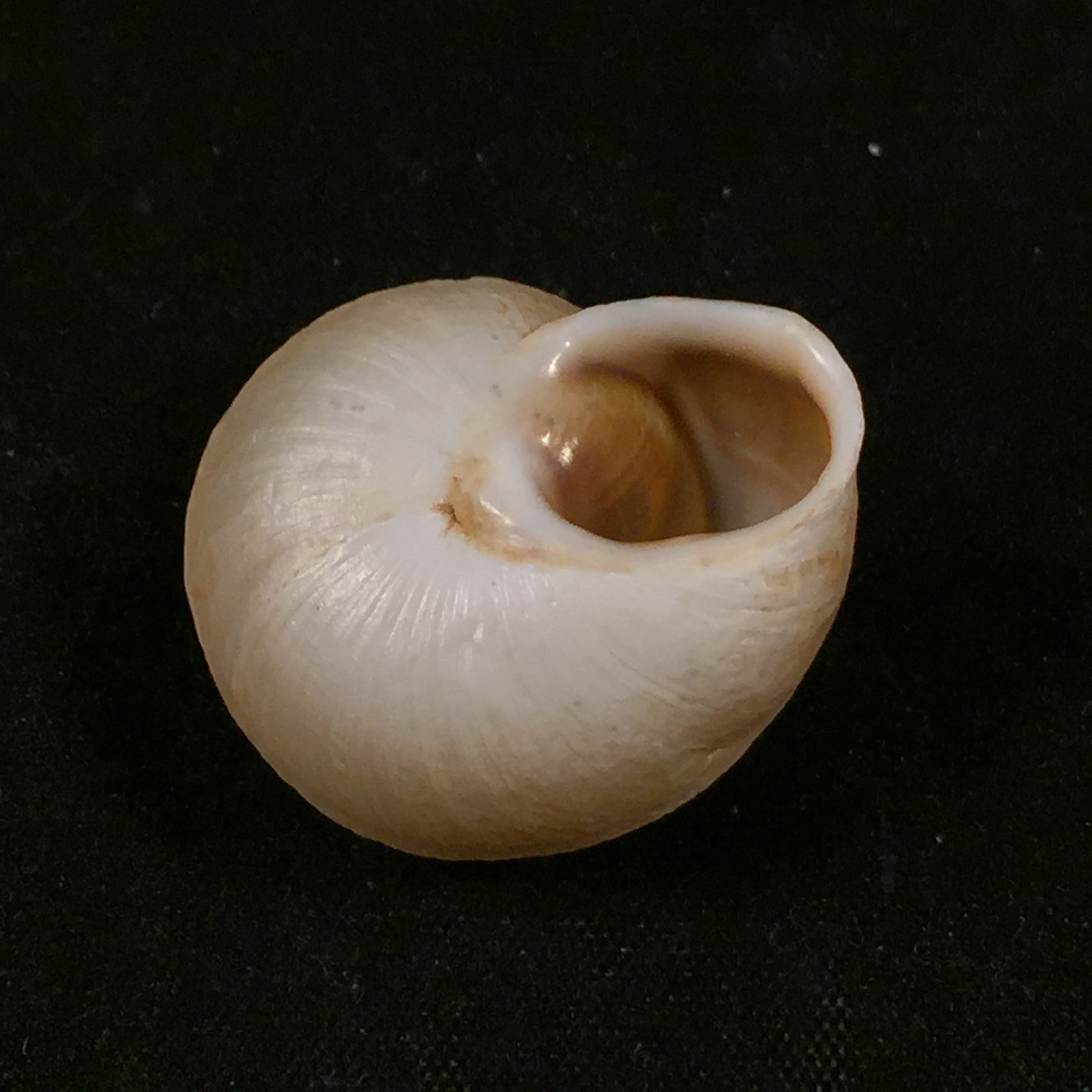 Tingitana minetti cristataria (Pallary, 1920) - 26,1毫米